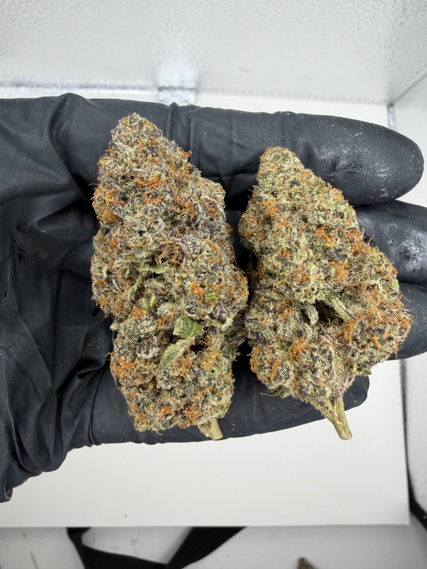 Cosmic Birthday Cake Cannaisseur Exotics
