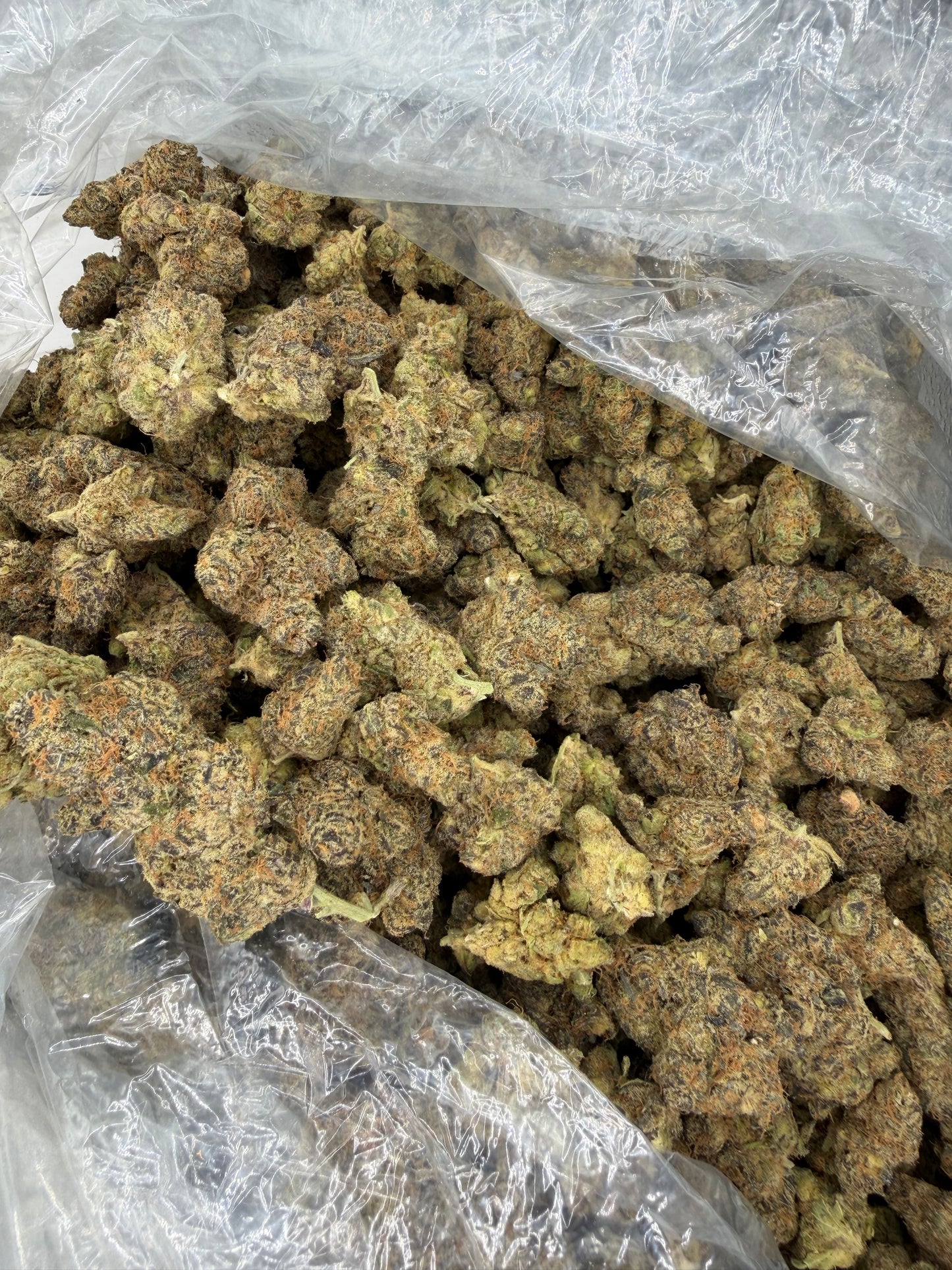 Cheesy Peanut Delight Old Exotic indoor
