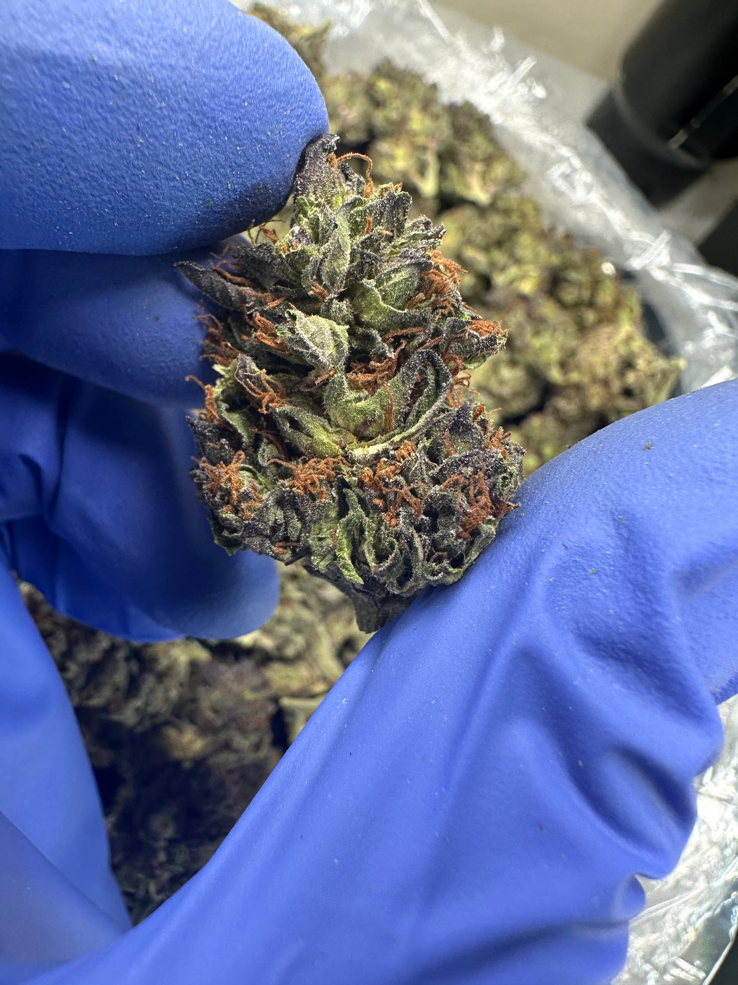 Sour Black Berry