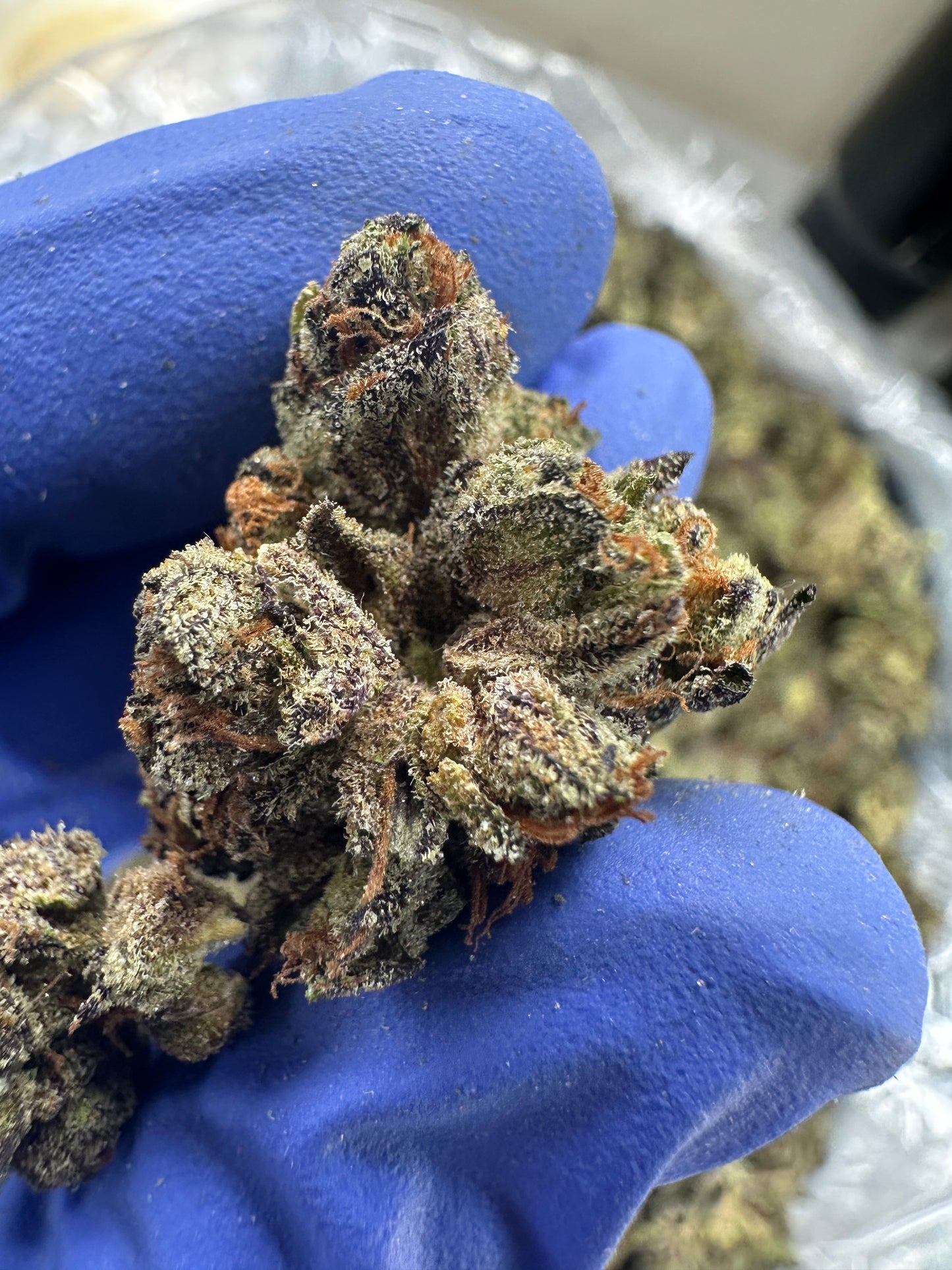 Sour Black Berry