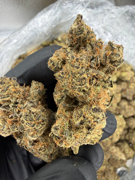 Cheesy Peanut Delight Old Exotic indoor
