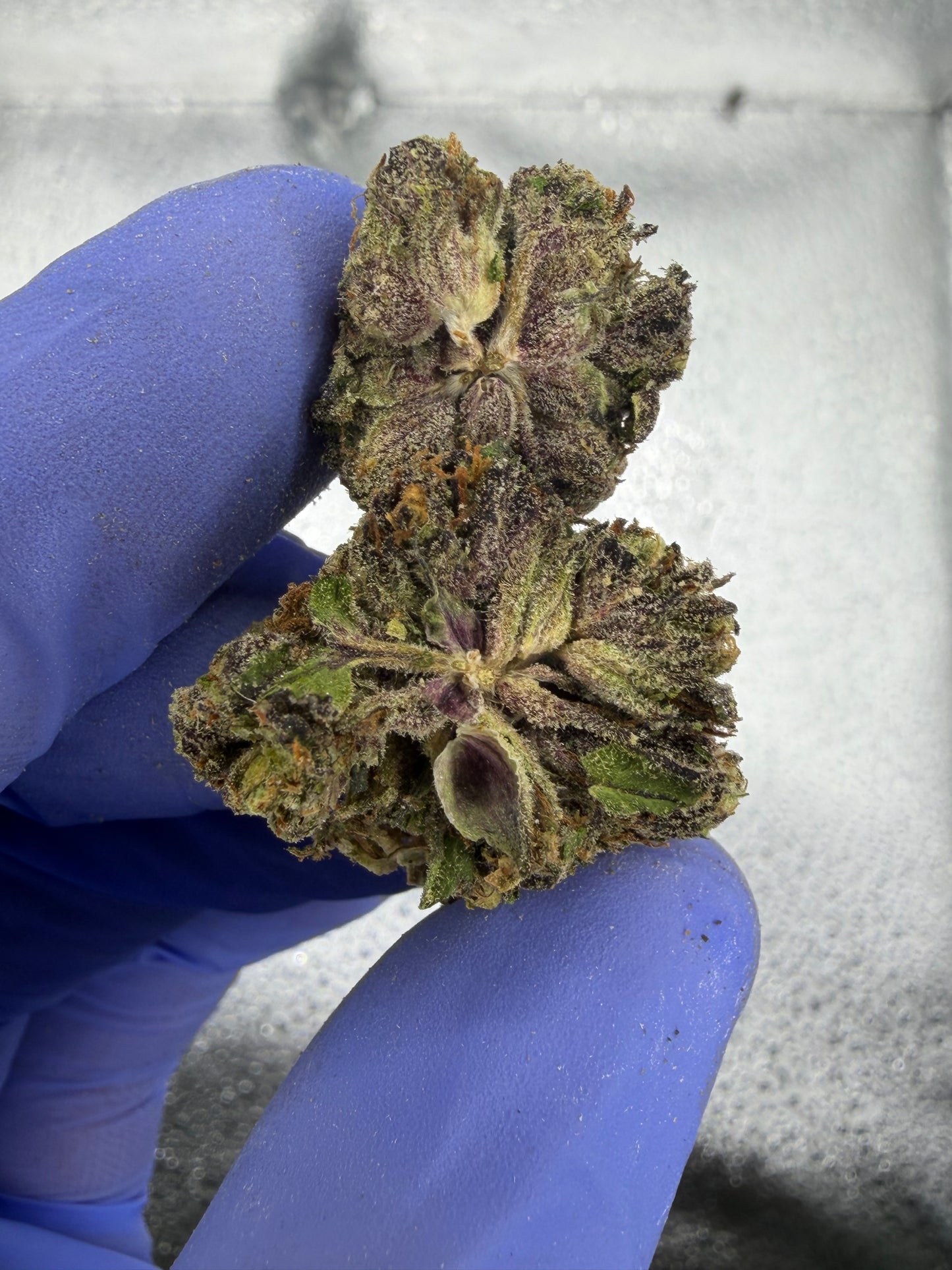 Frosted Frosty Flakes Indoor Light Assist