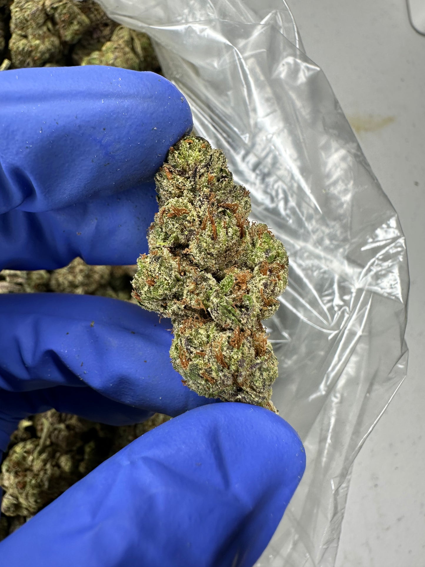 Lemon Drop Top indoor mediums
