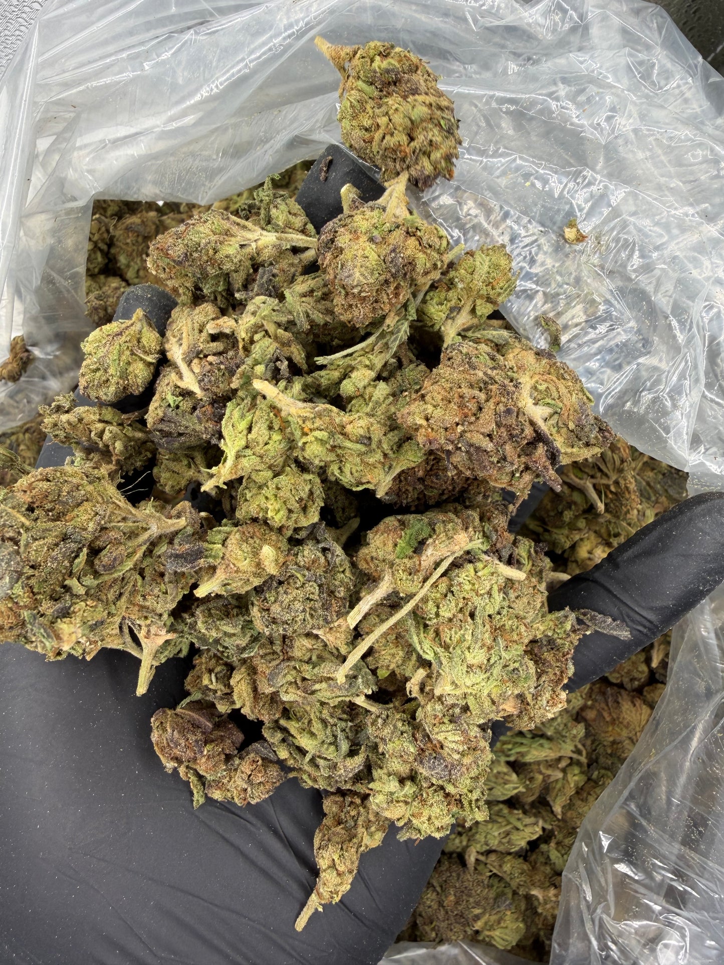 Lemon Peepz Older Outdoor