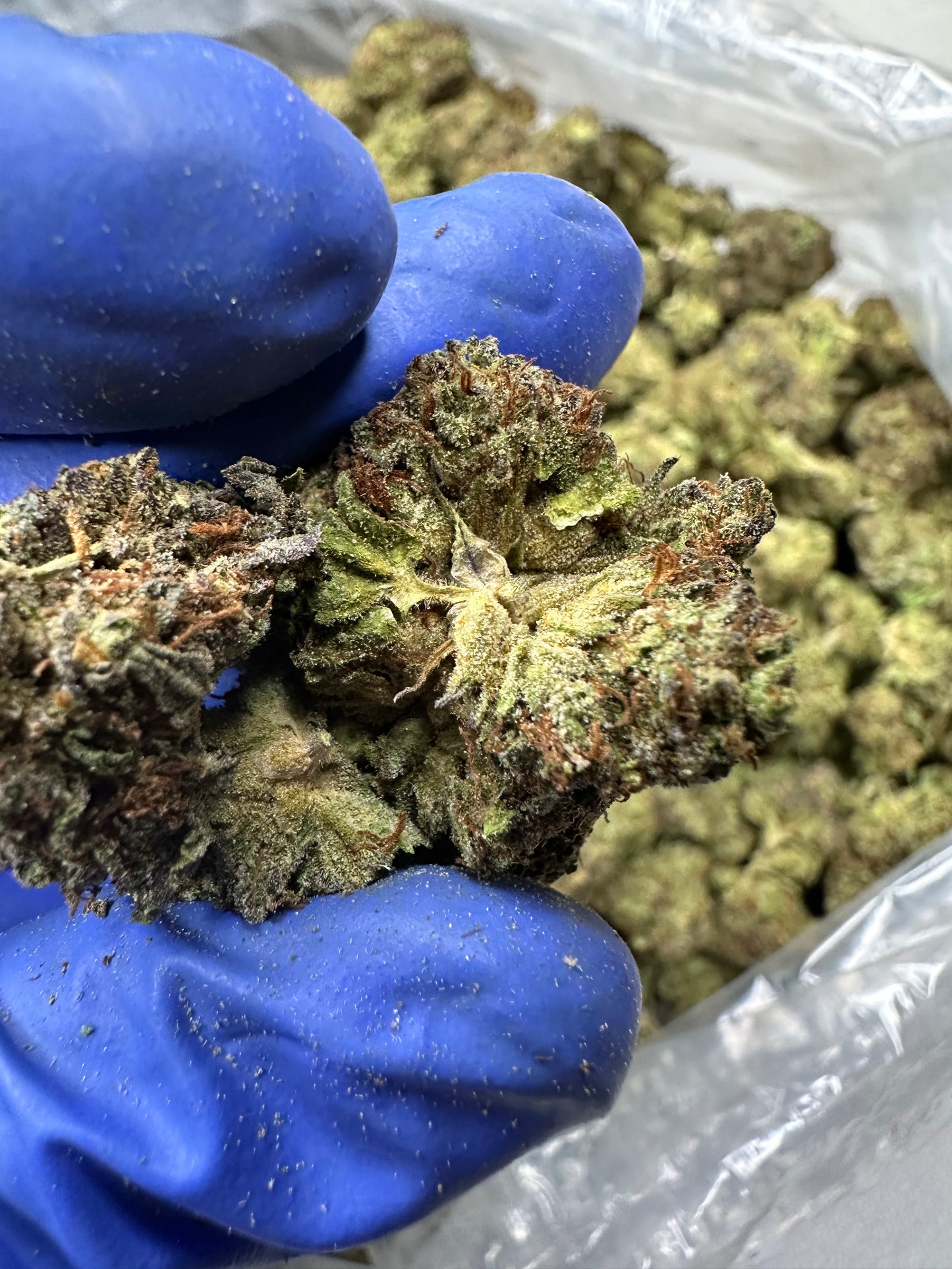 Bubba Kush Green House