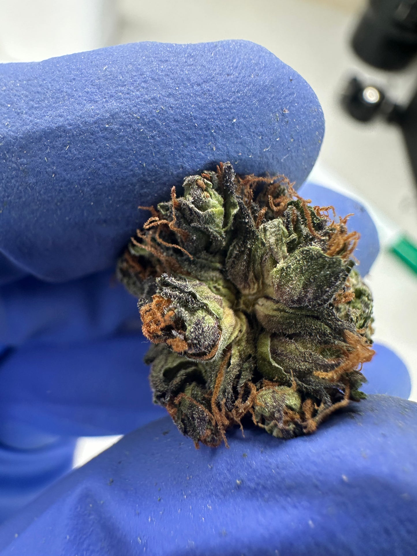 Sour Black Berry