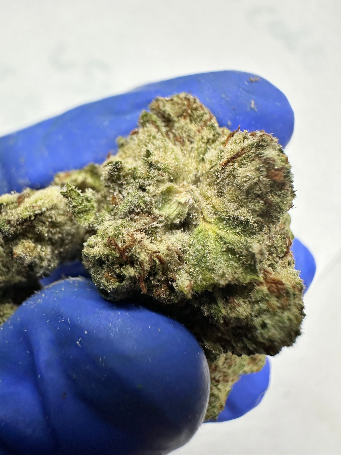 Papaya Indoor Light Assist