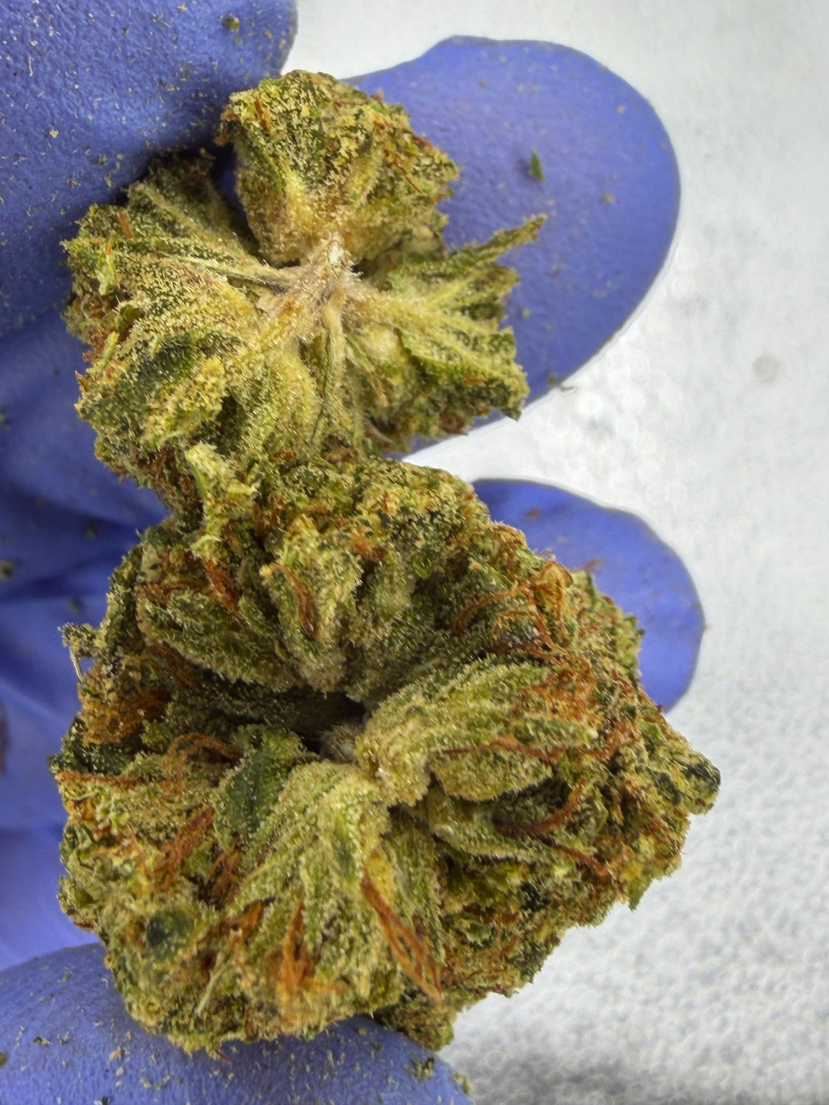 Sour Diesel Cookies Indoor Light Assist AAA