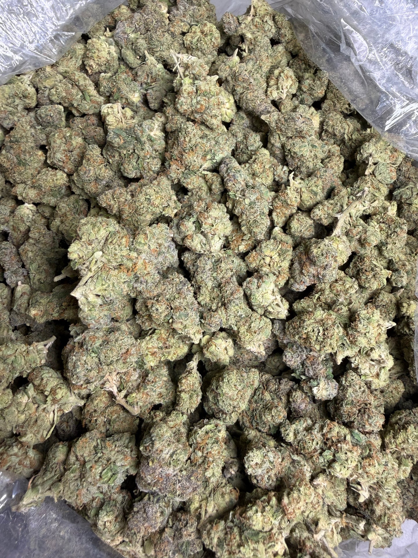 Gelato 41 Indoor (Ships June 3rd)