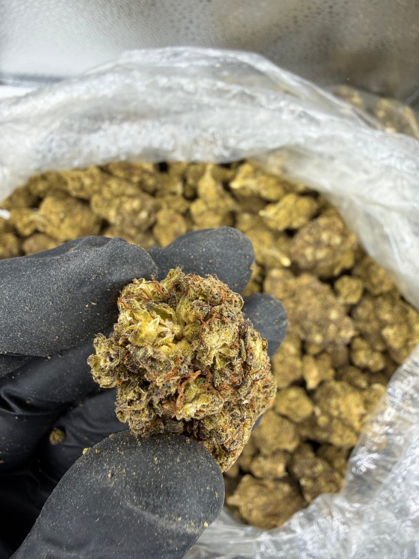 Blue Dream Old Outdoor (read description)