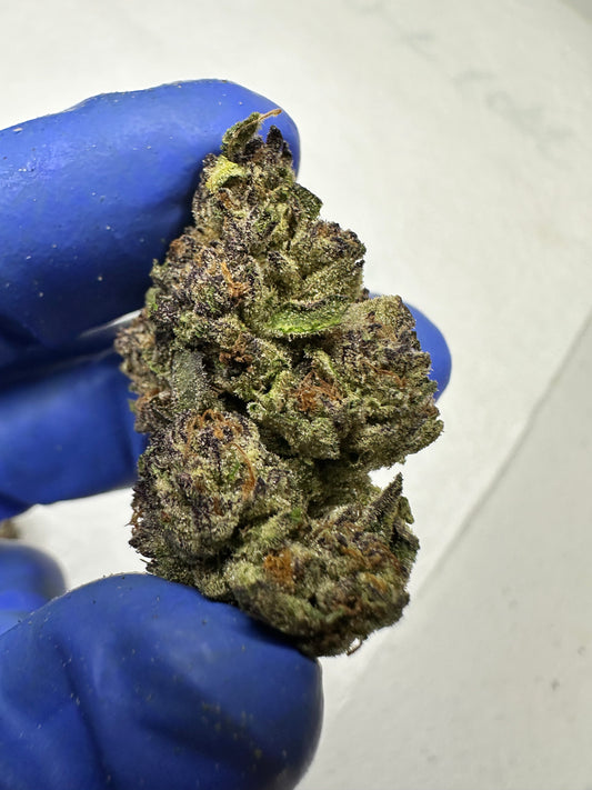 Jelly Rollz Indoor Light Assist