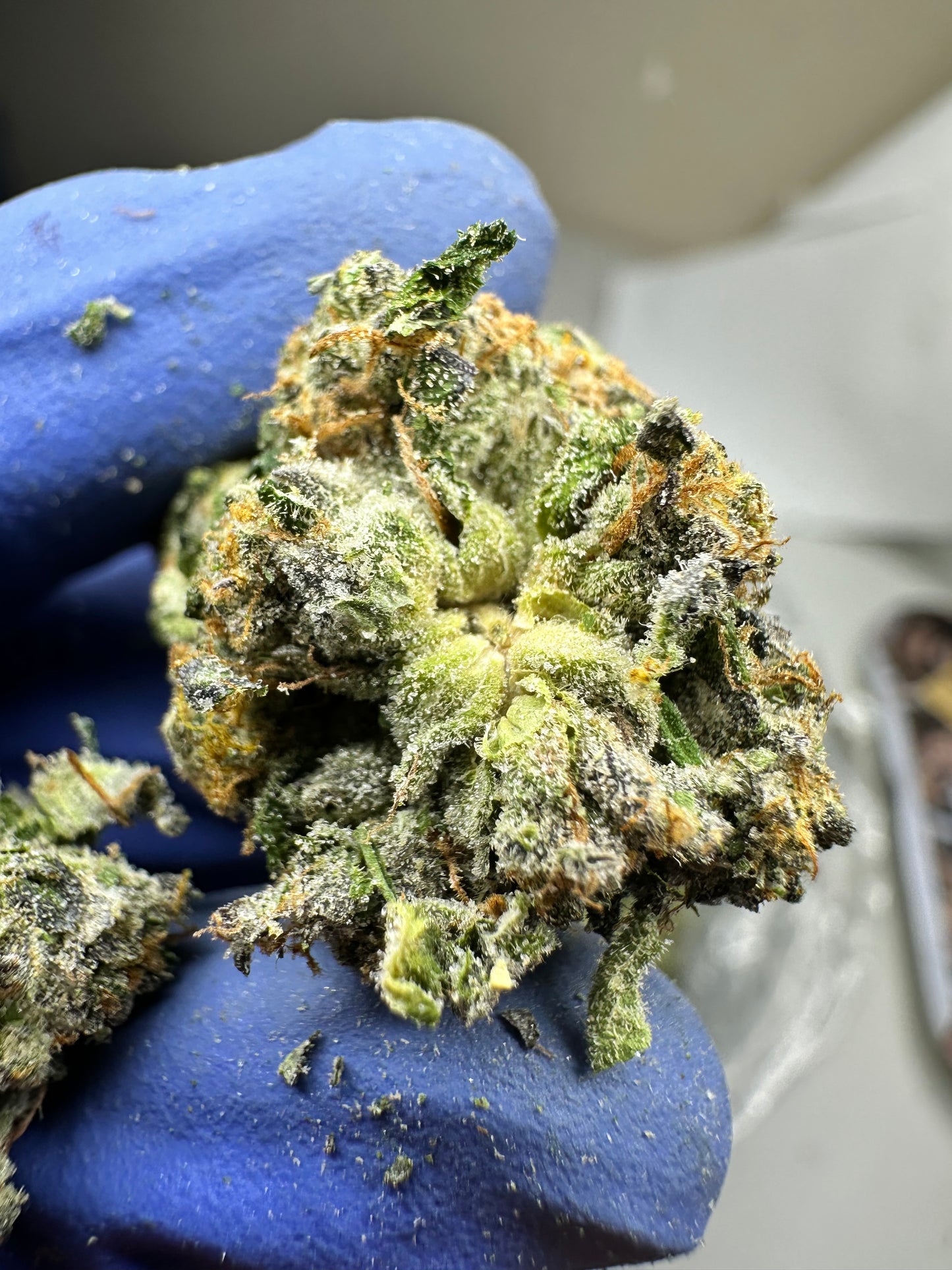 Pineapple Express exotic