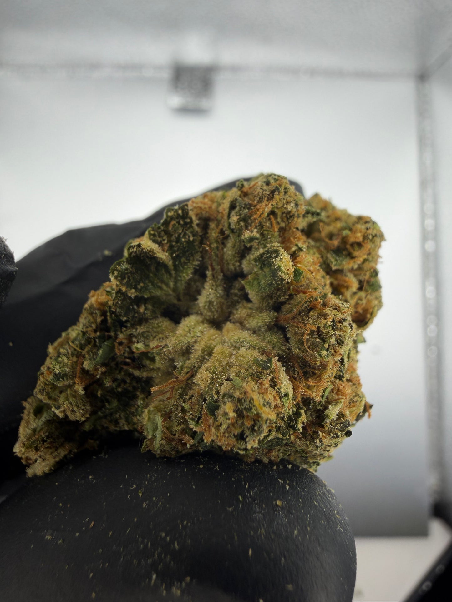 Gorilla OG Light Assist