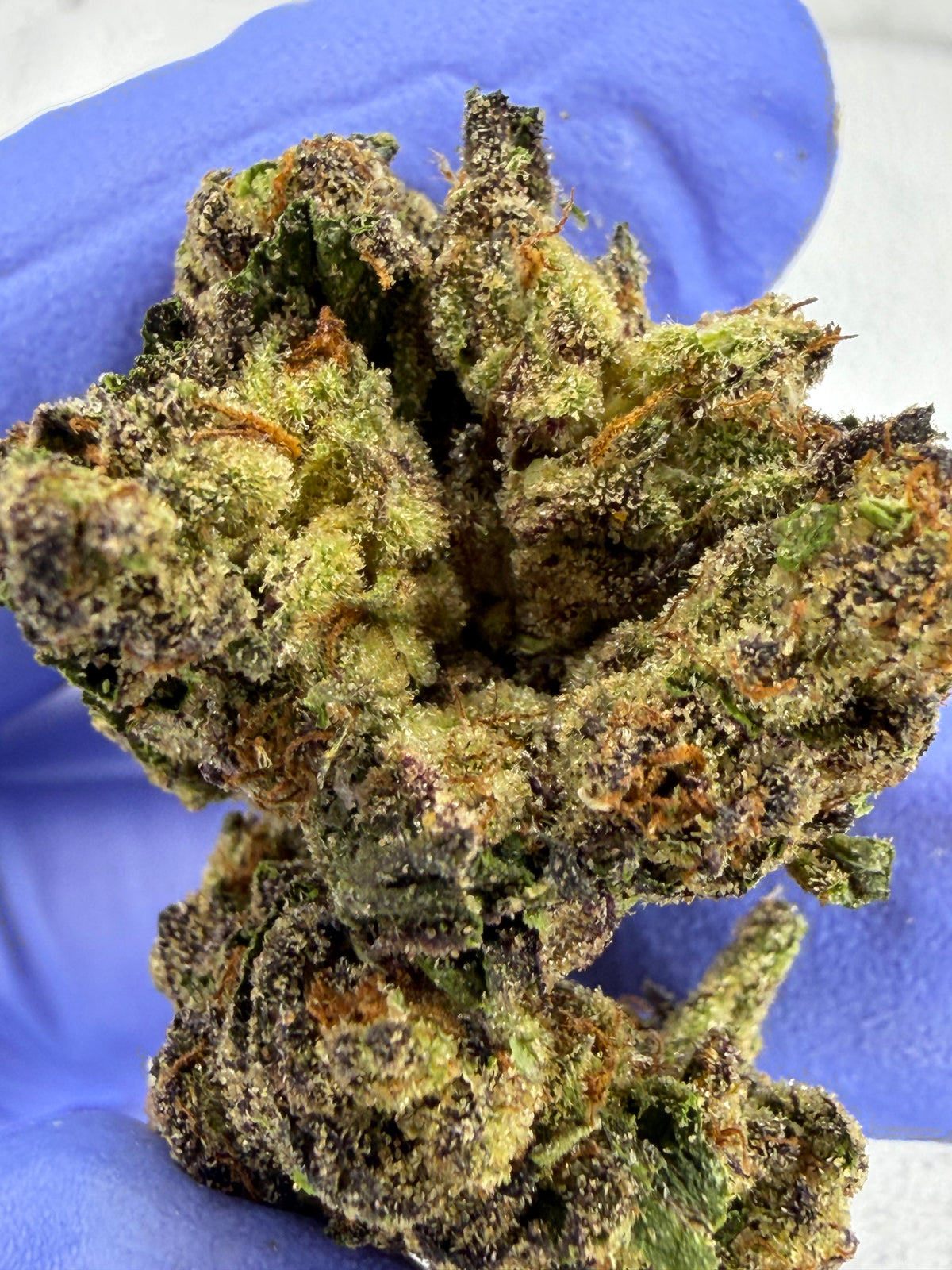 Critical Runtz Indoor Light Assist