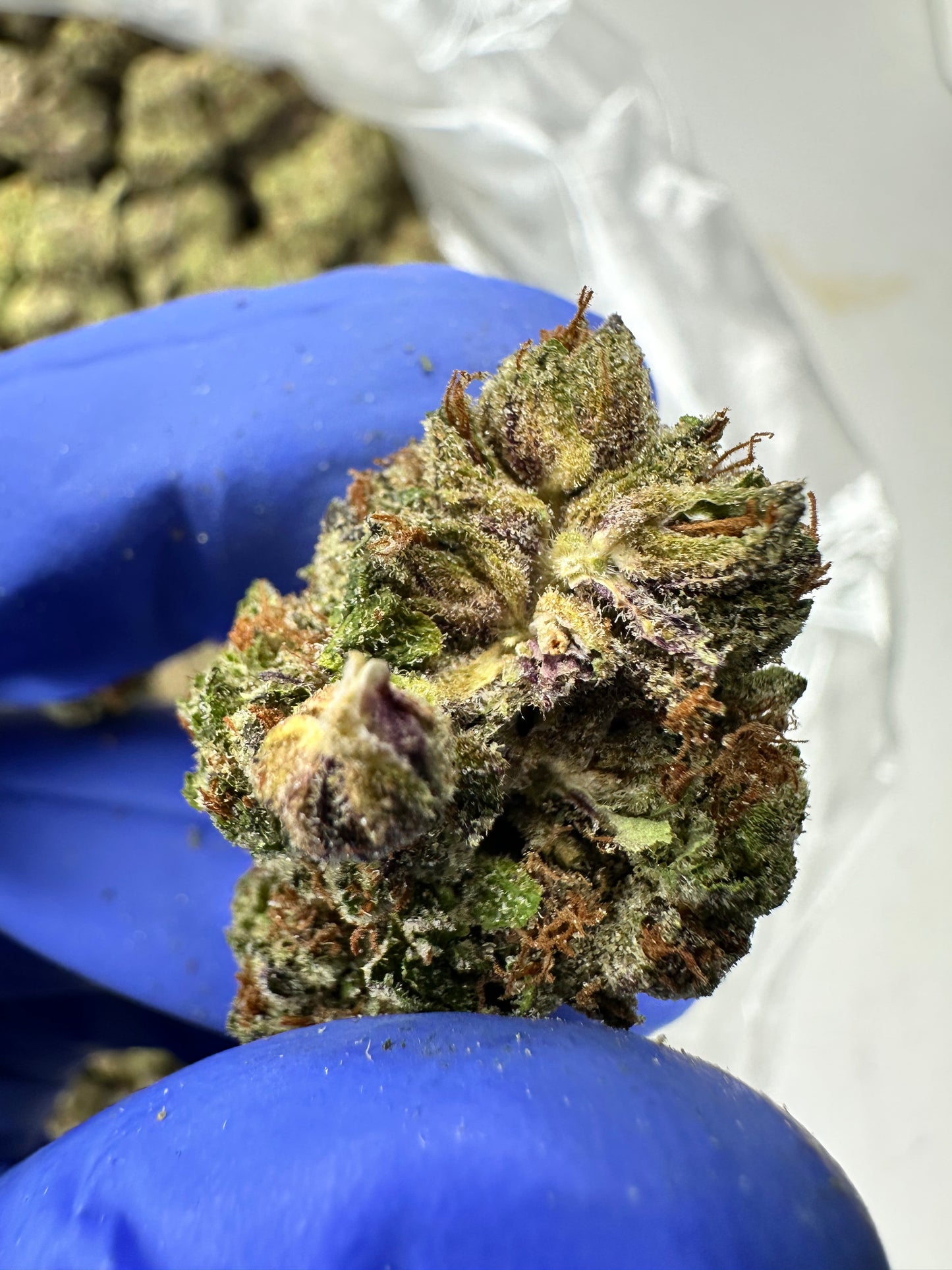 Lemon Drop Top indoor mediums