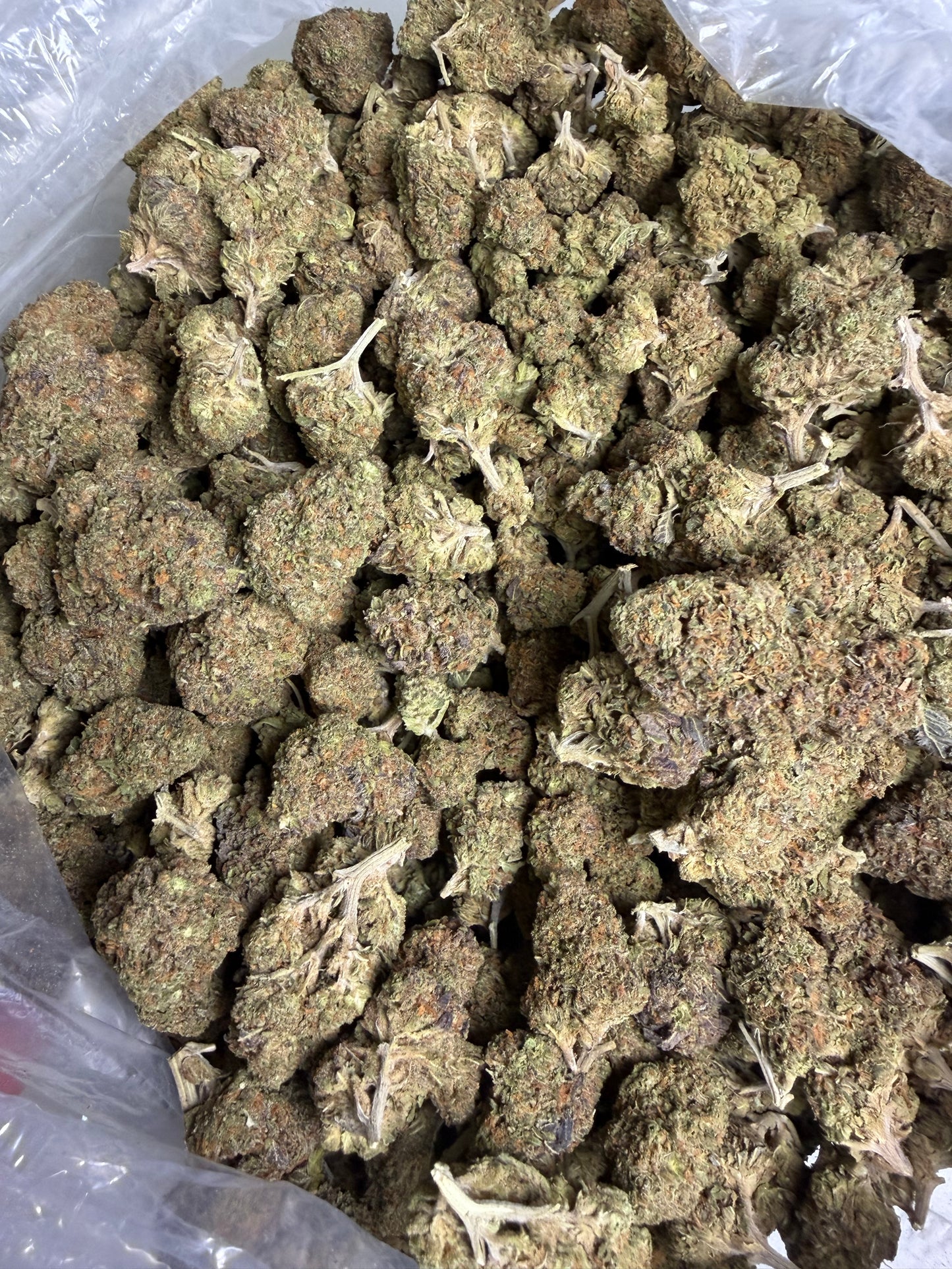 Gaston Pop Older Batch