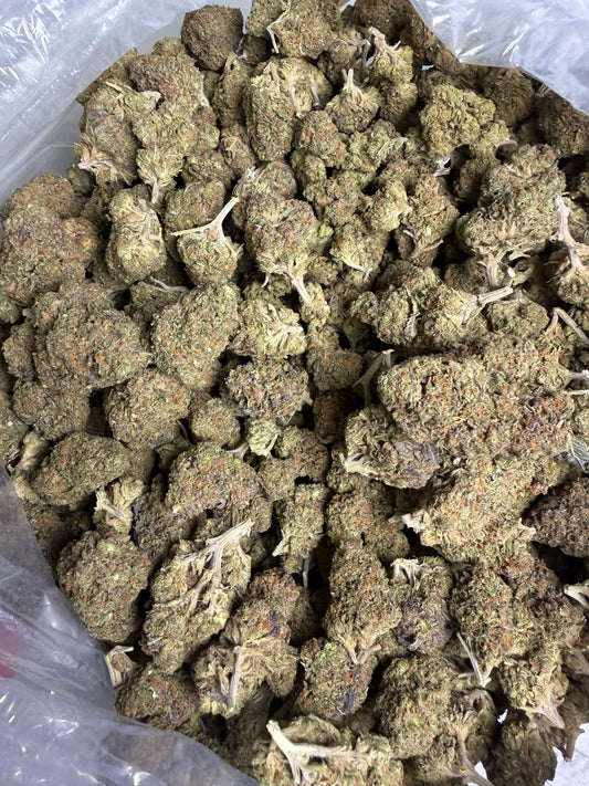 Gaston Pop Older Batch