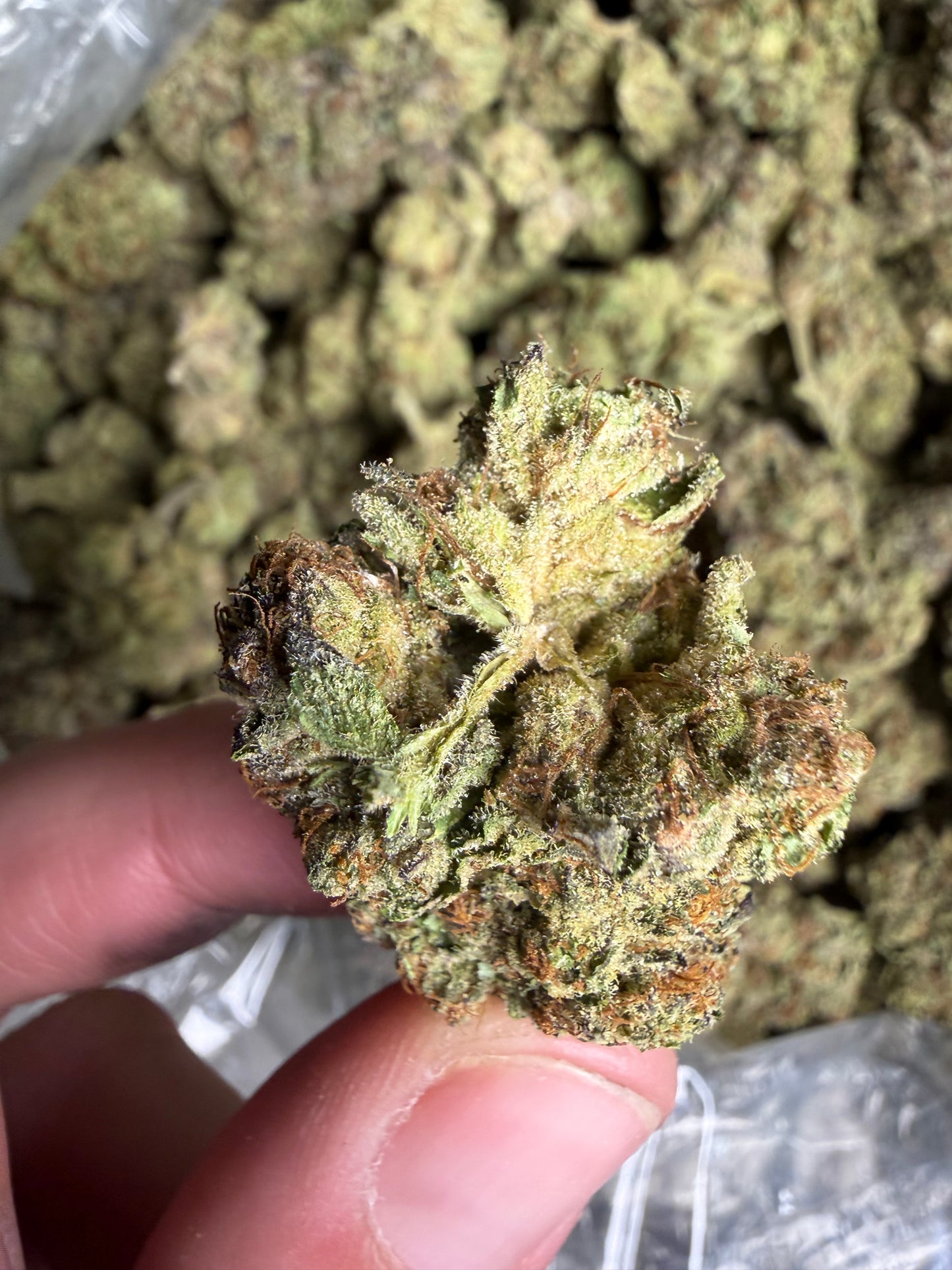 Cosmic Kush ships June 3rd