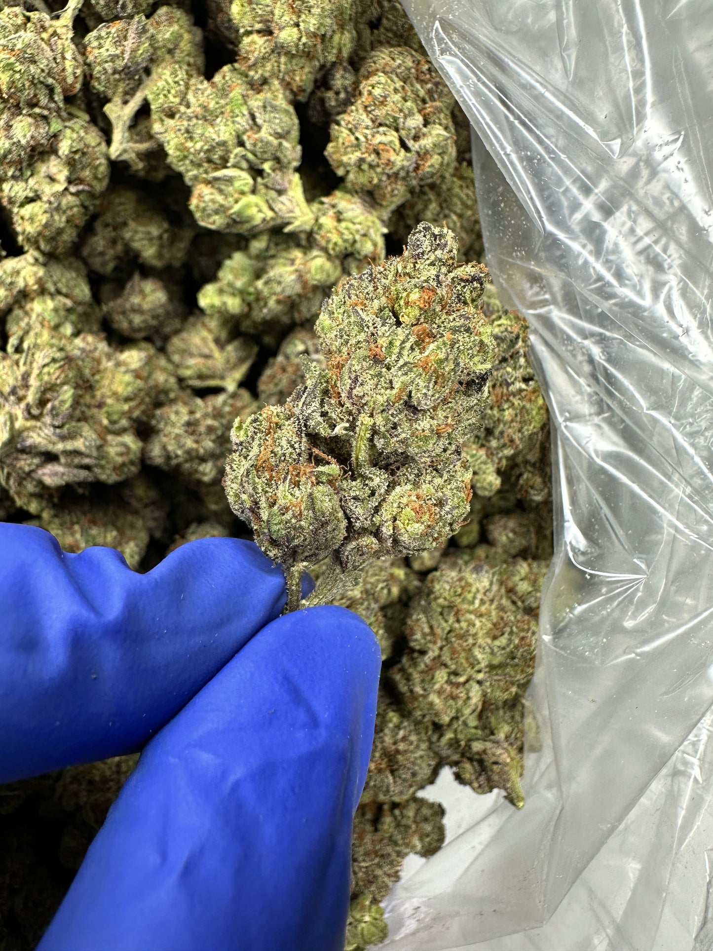 Lemon Drop Top indoor mediums