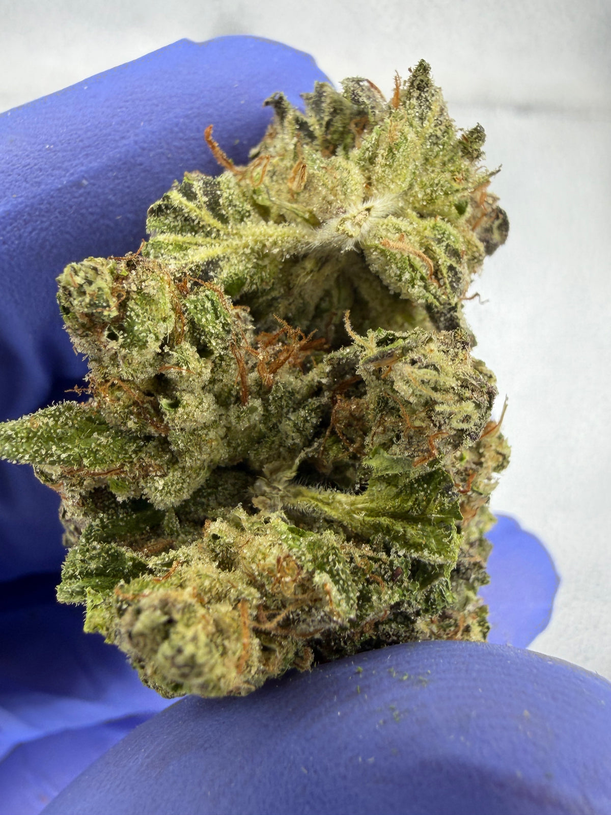Hash Burger AAA Indoor Light Assit
