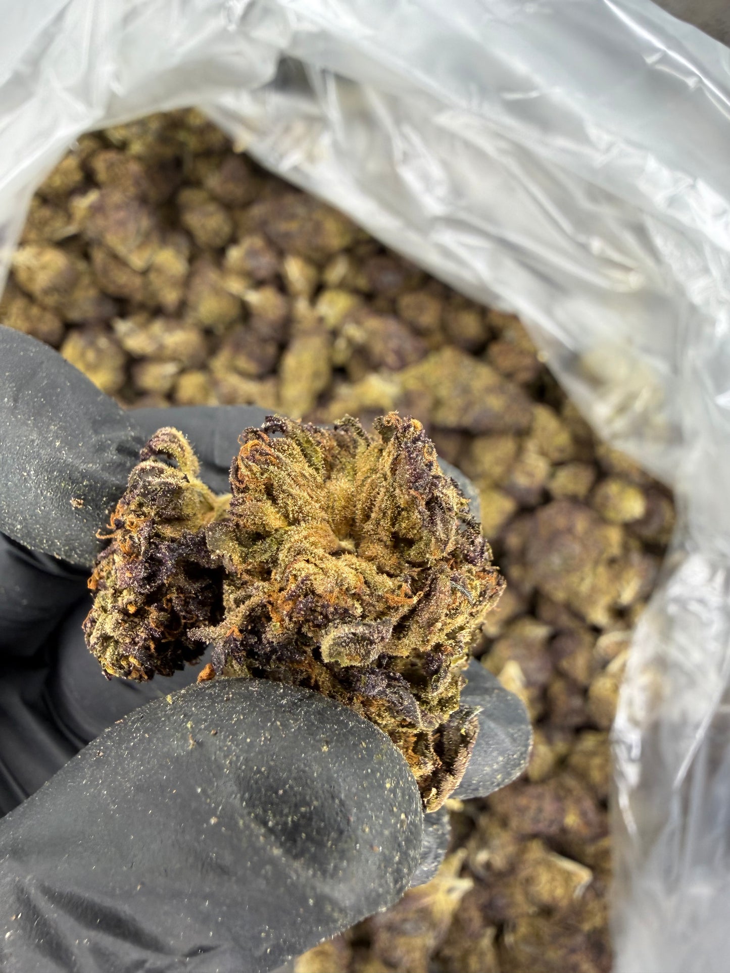 Purple Urkle Older Harvest