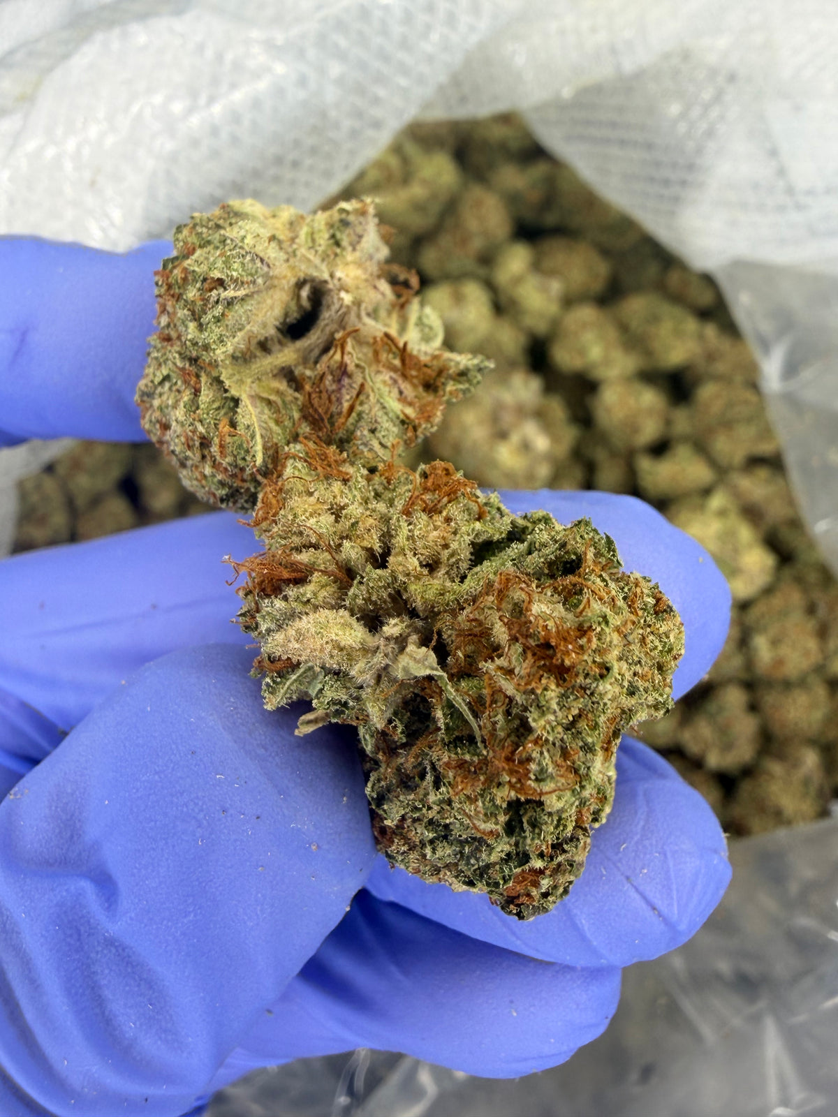 Zkittle Pop Exotics