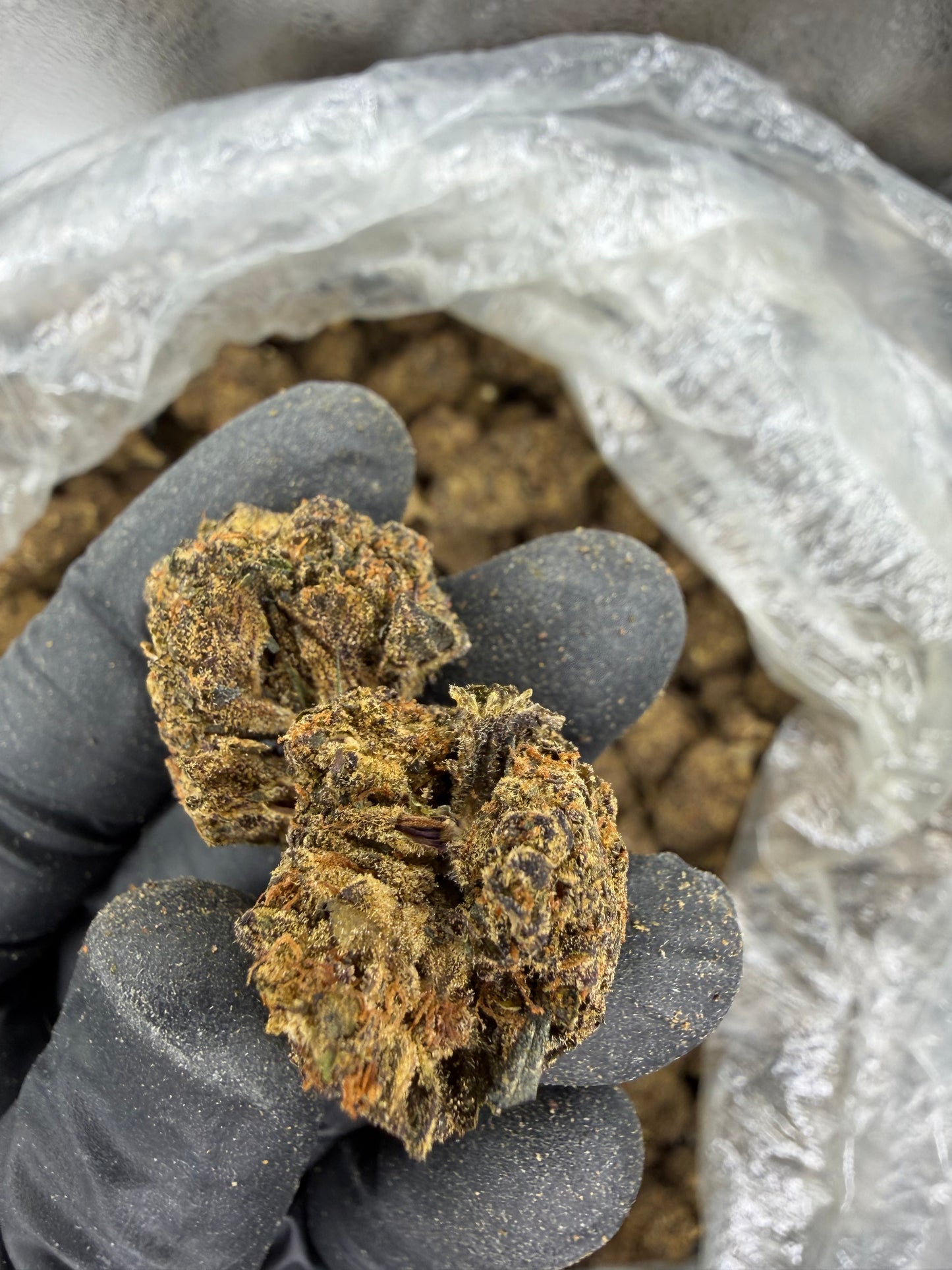 Purple Kush old out door (read description)