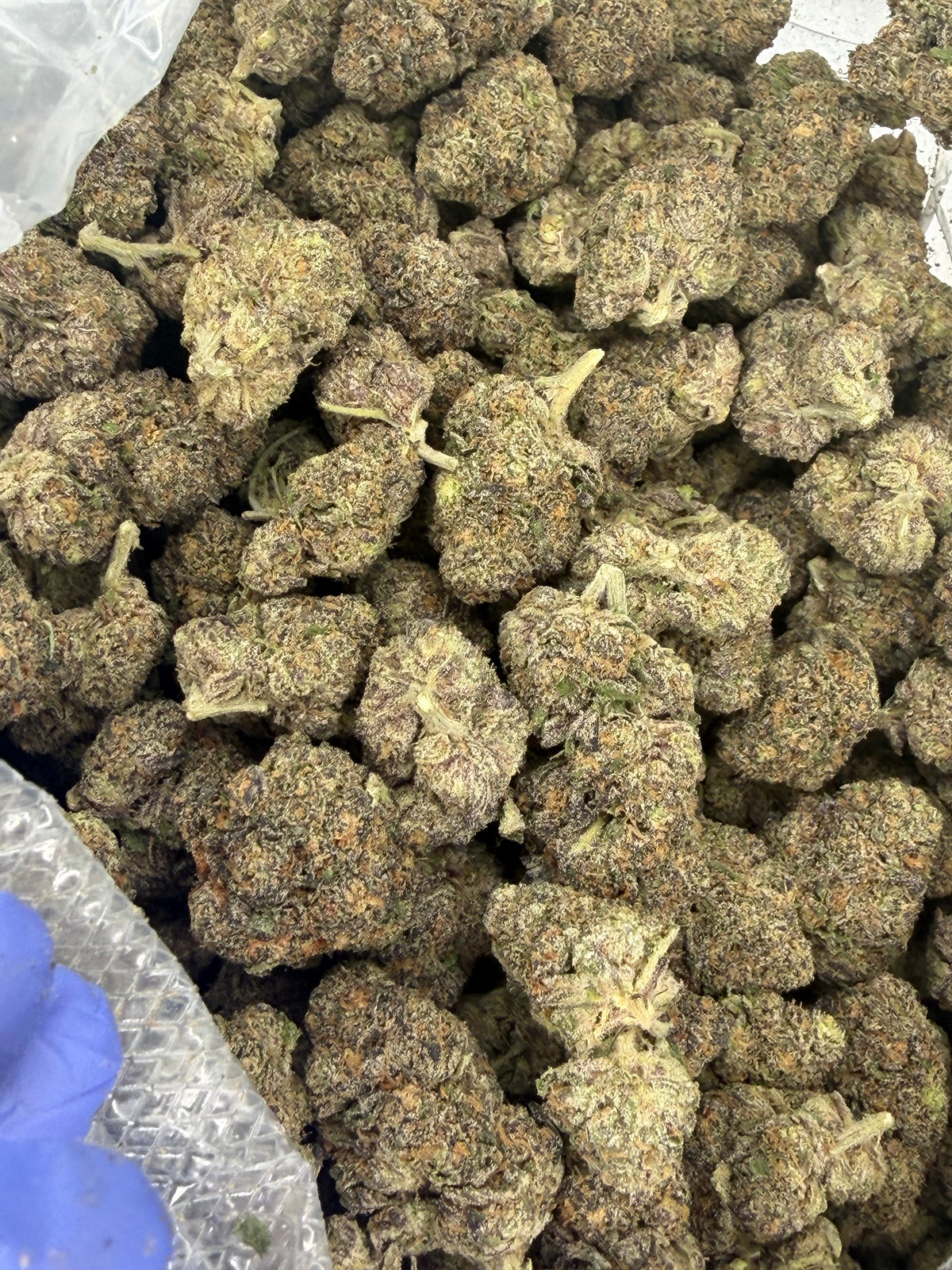 Pop Tartz Exotic