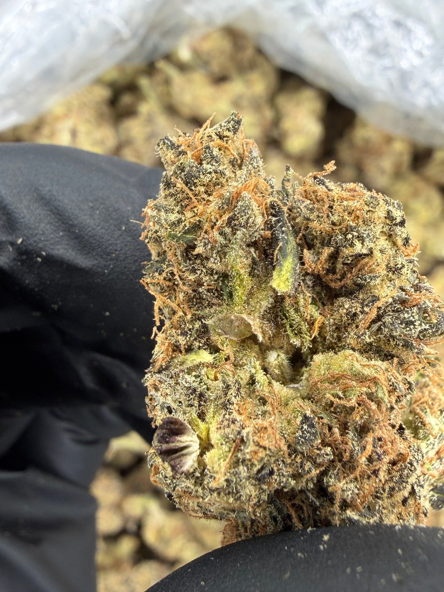 Cheesy Peanut Delight Old Exotic indoor