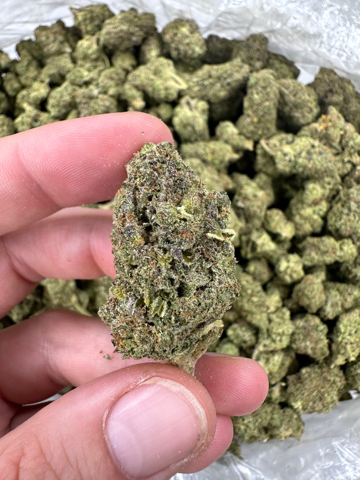 Pink Champagne