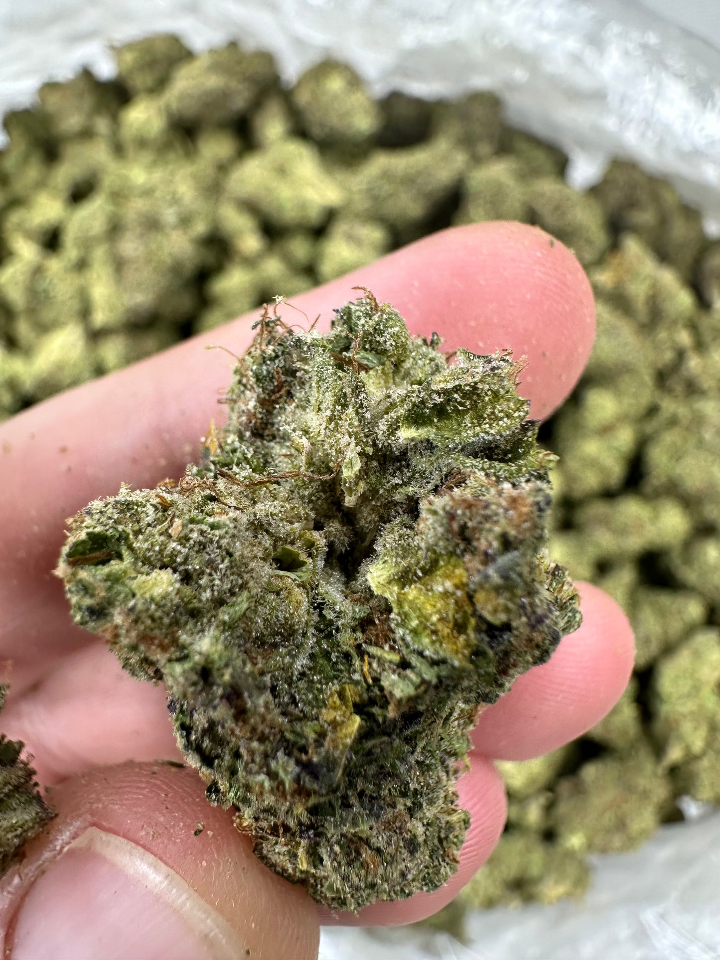 Pink Champagne