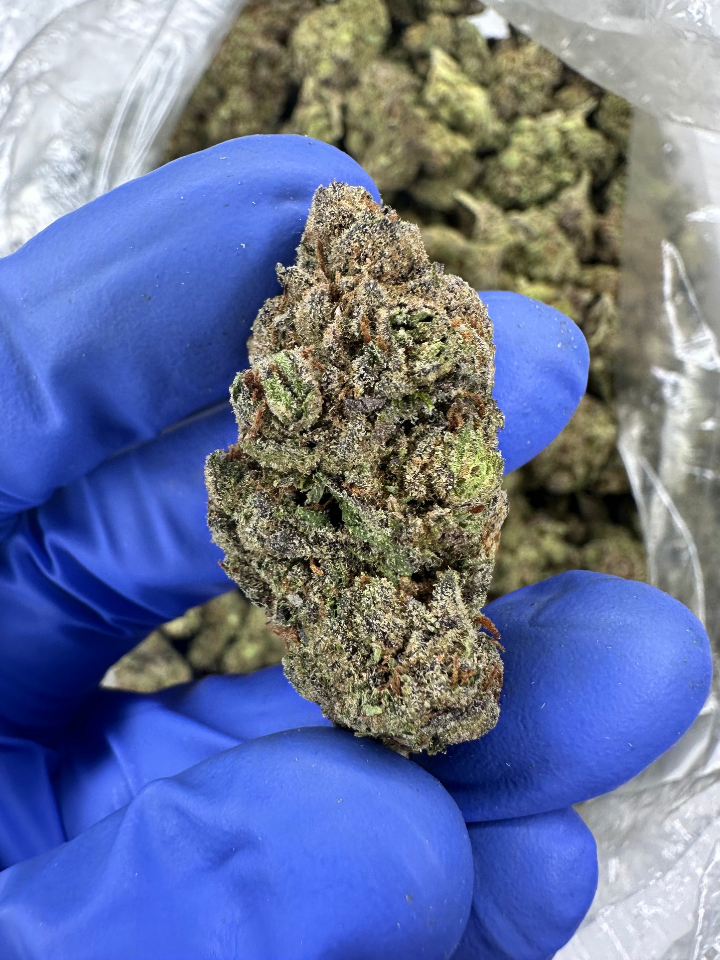 Cherry Hindu Kush