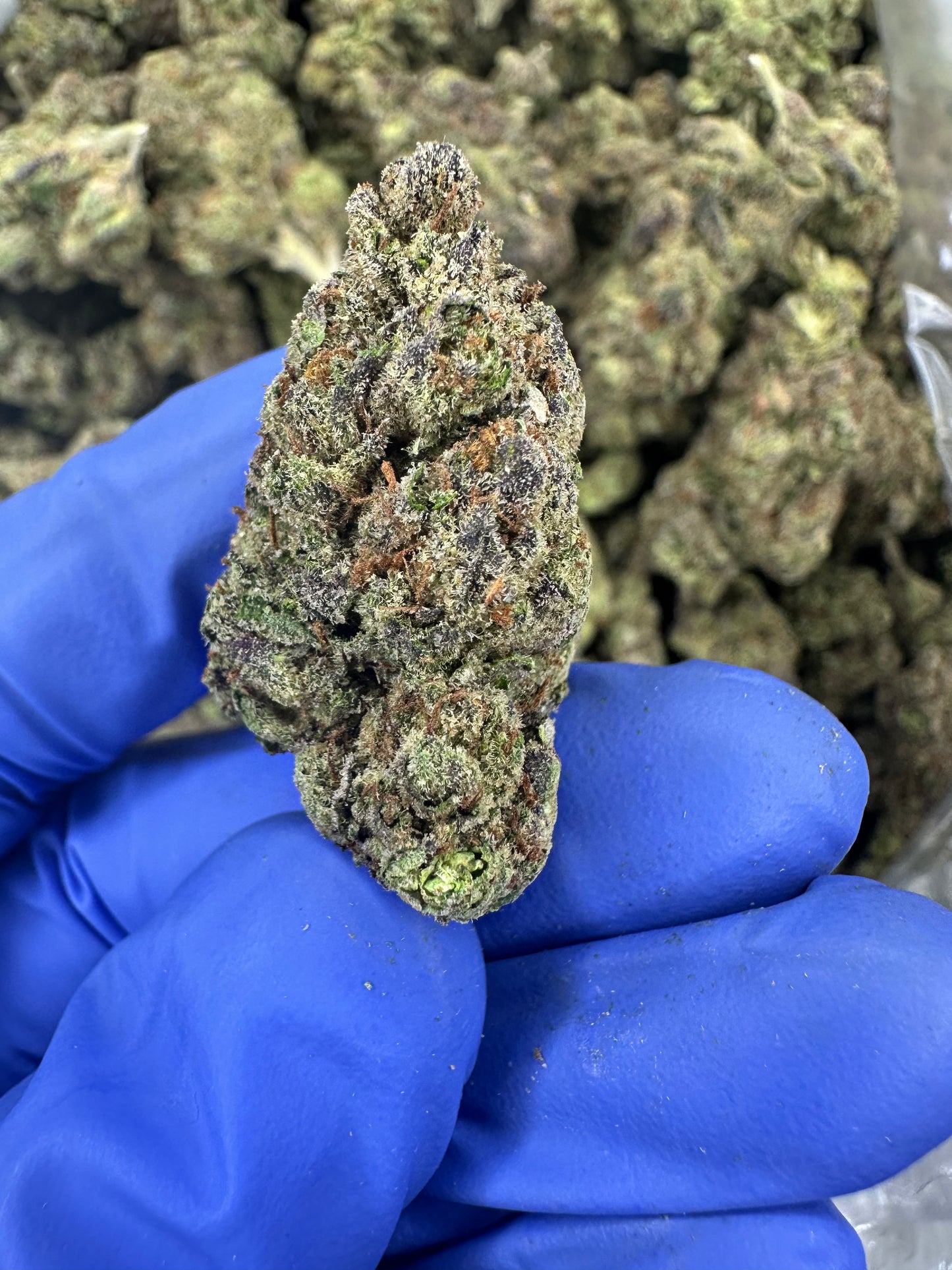 Cherry Hindu Kush
