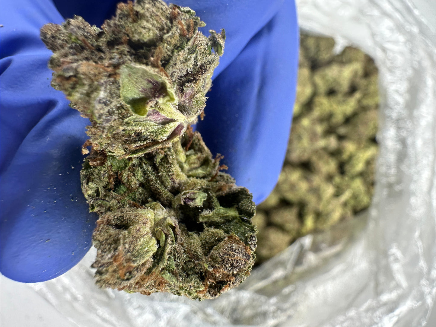 Cherry Hindu Kush