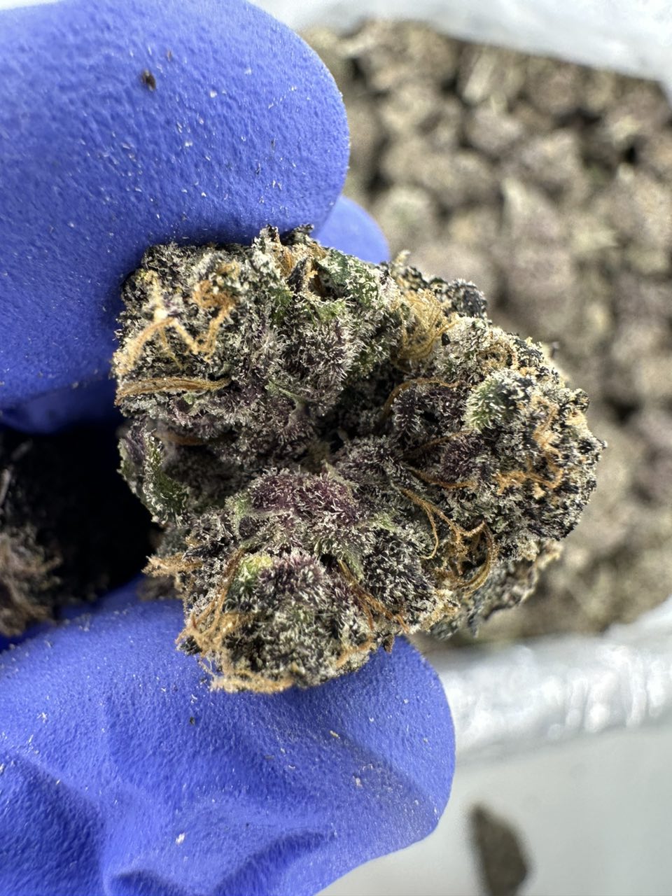 Purple Runtz