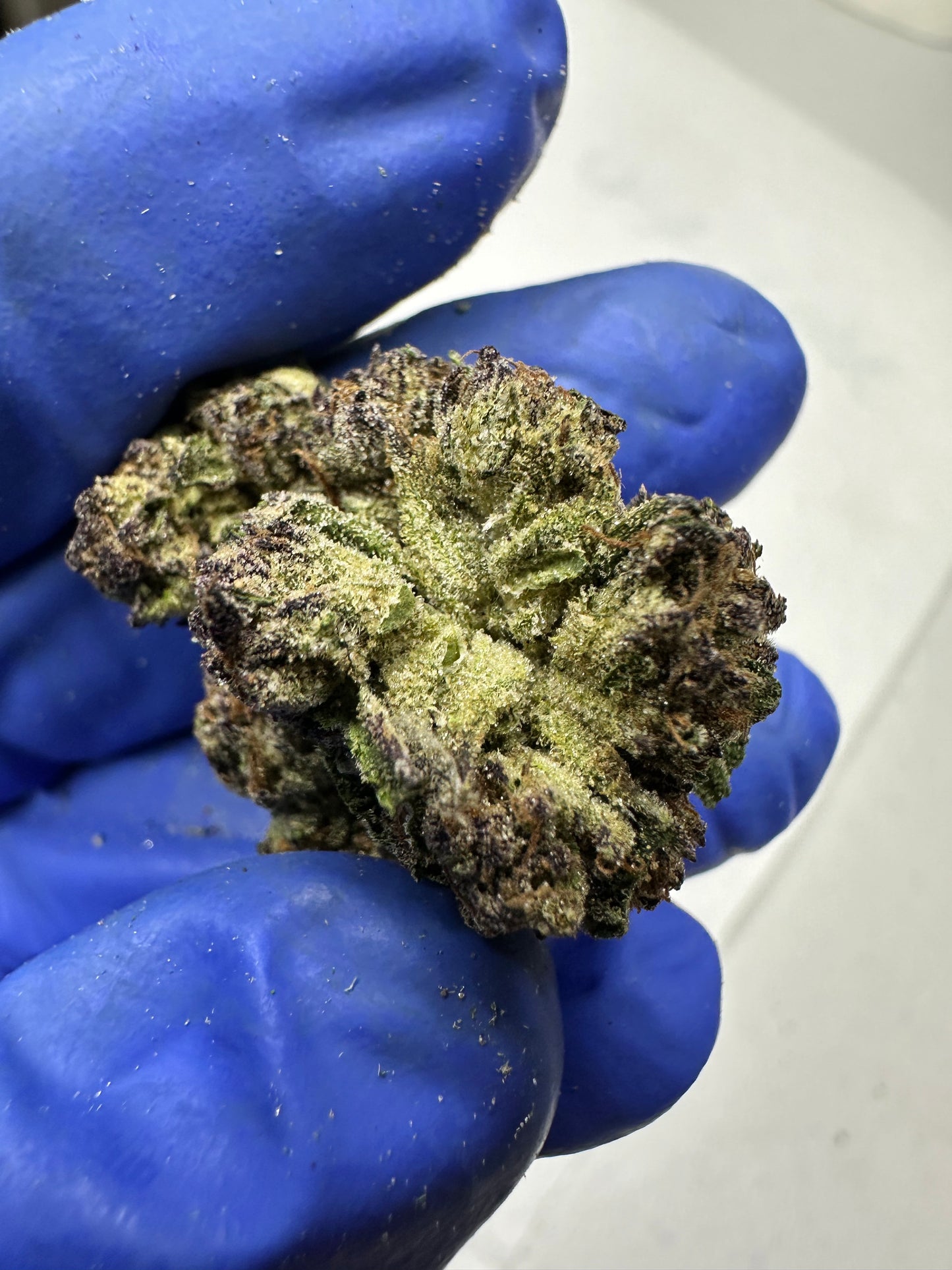 Jelly Rollz Indoor Light Assist