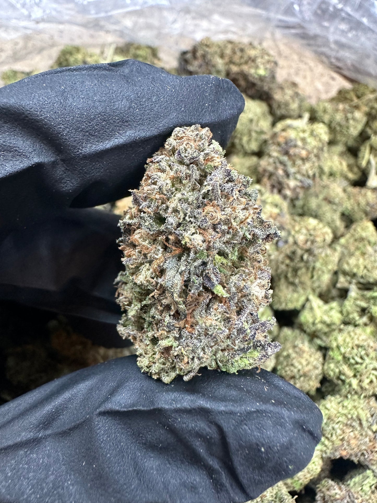 Pinnacle Runtz Indoor Light Assist