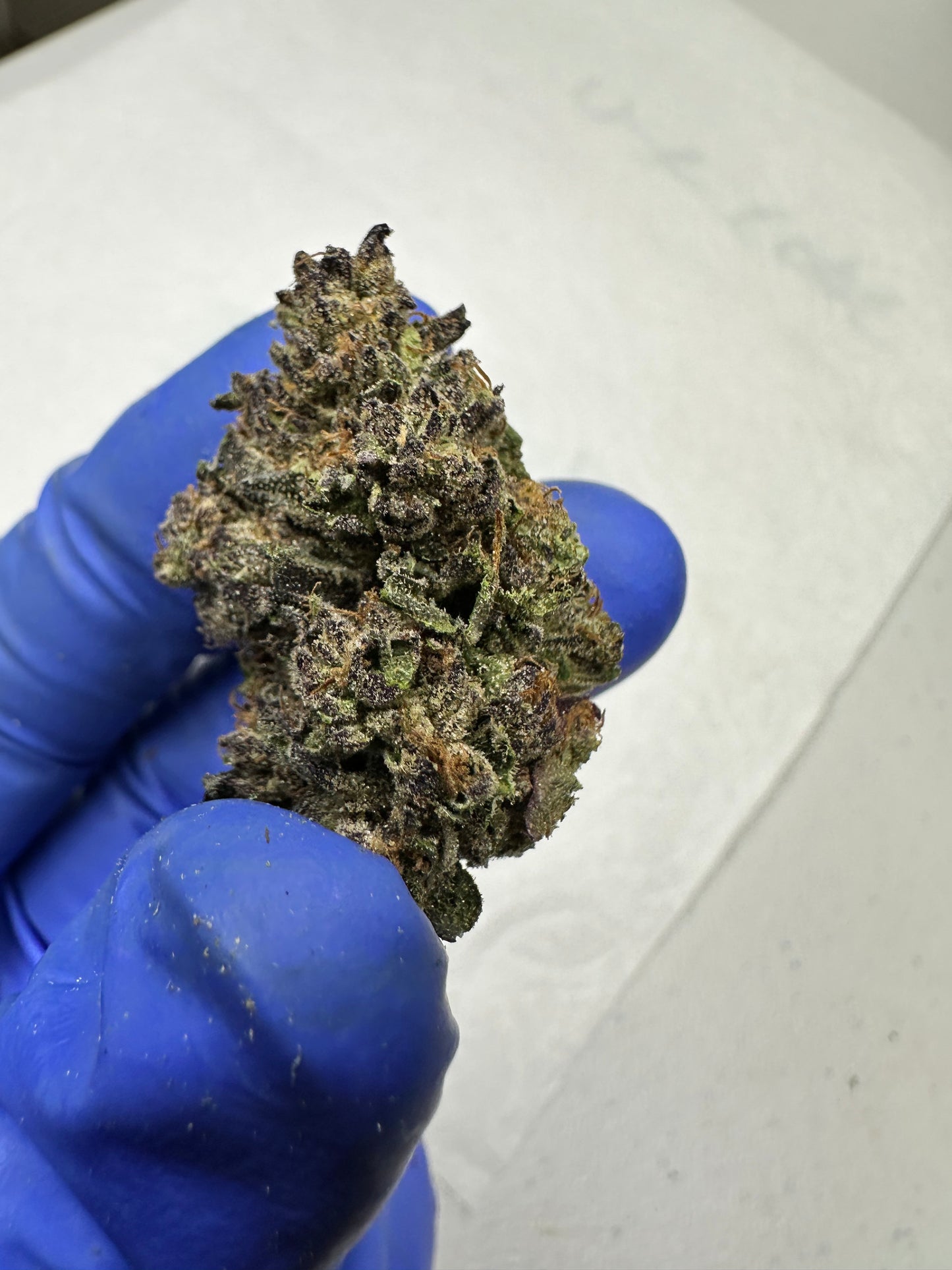 Jelly Rollz Indoor Light Assist