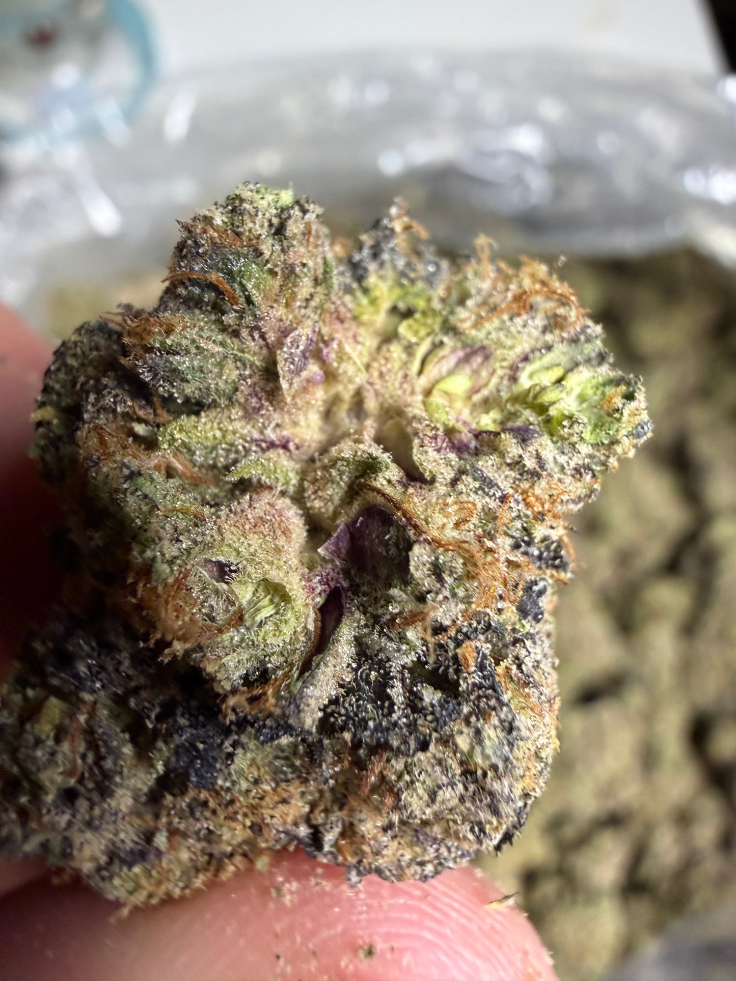 Candied Sherb Cannaisseur Exotics ships Monday