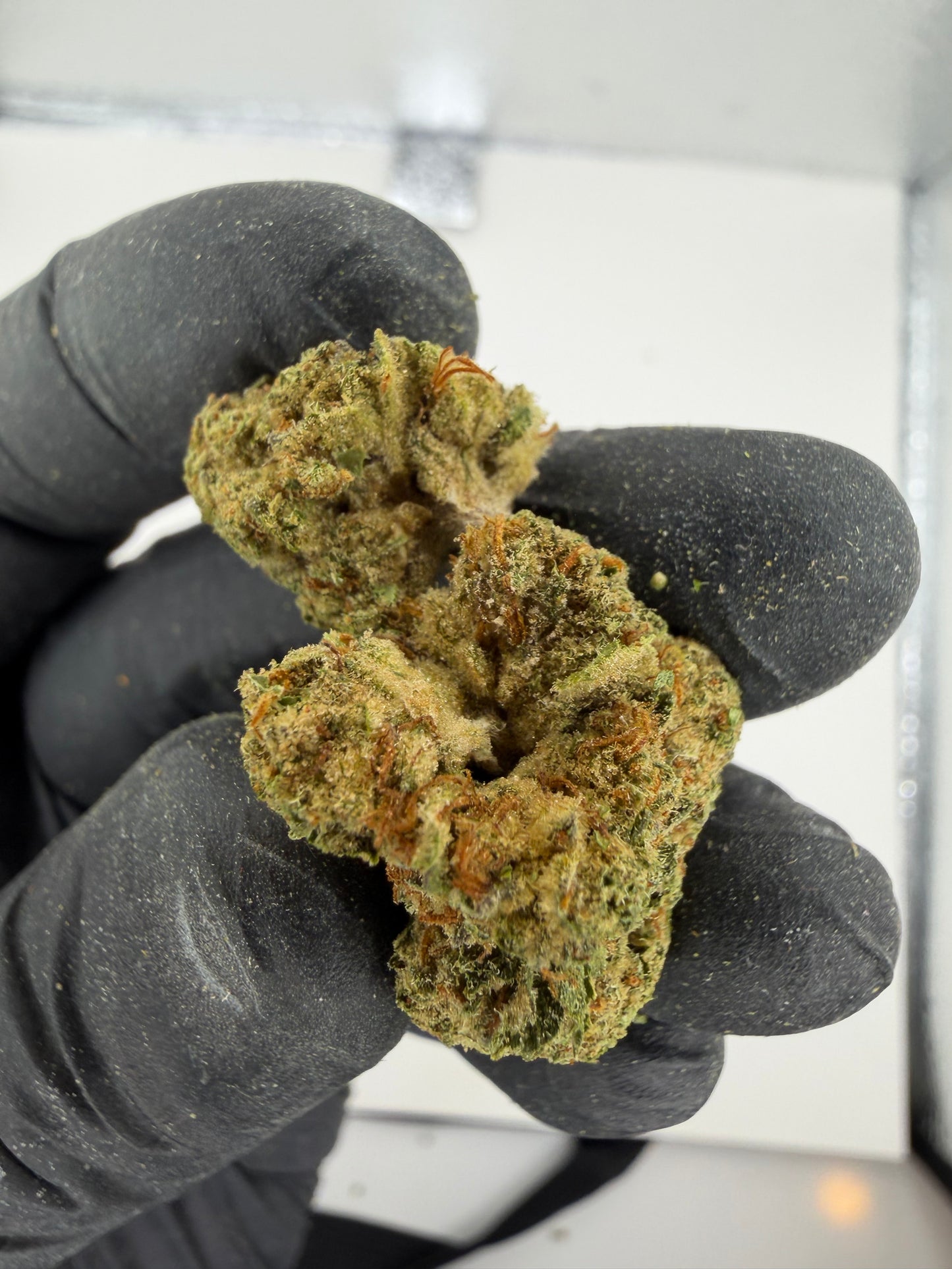 Lambo OG