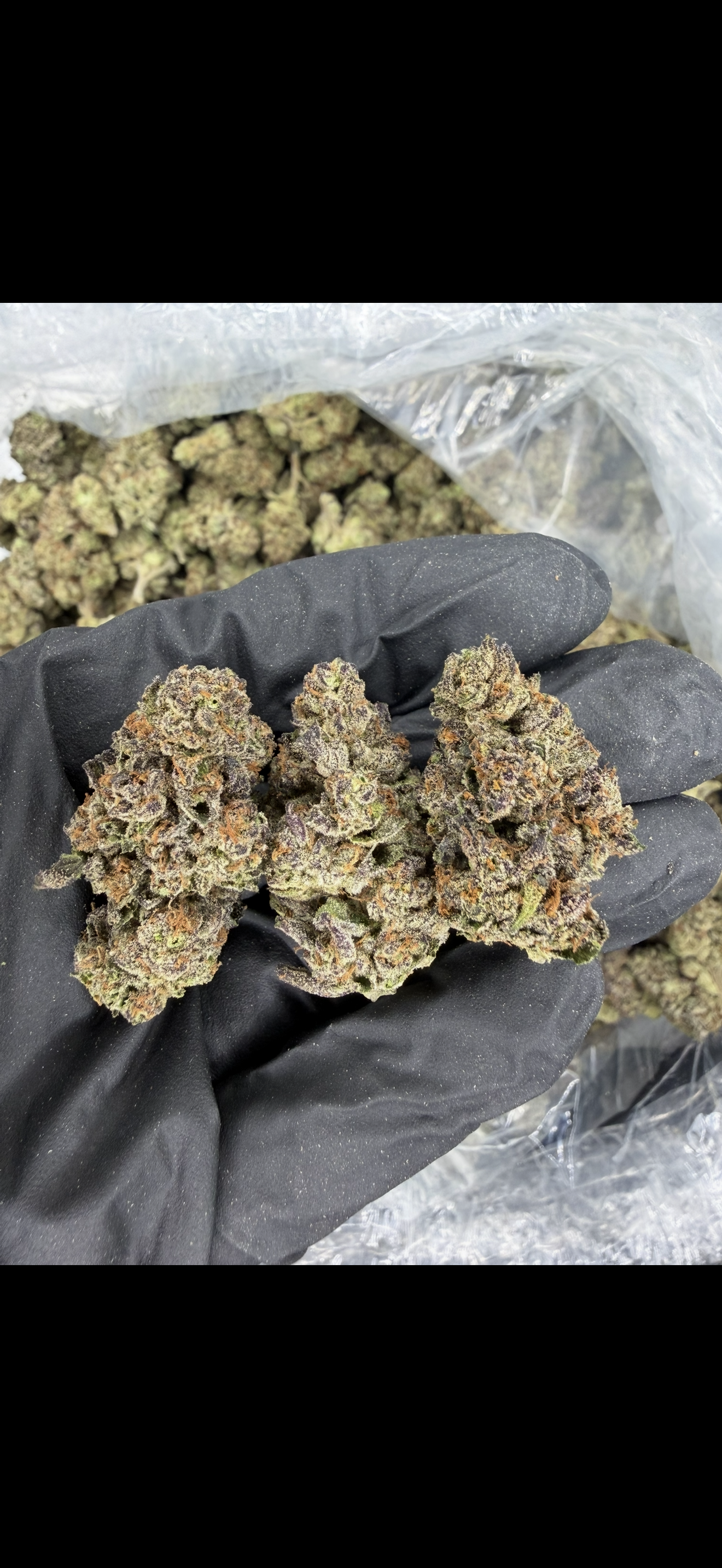 Kush Mintz Indoor Light Assist