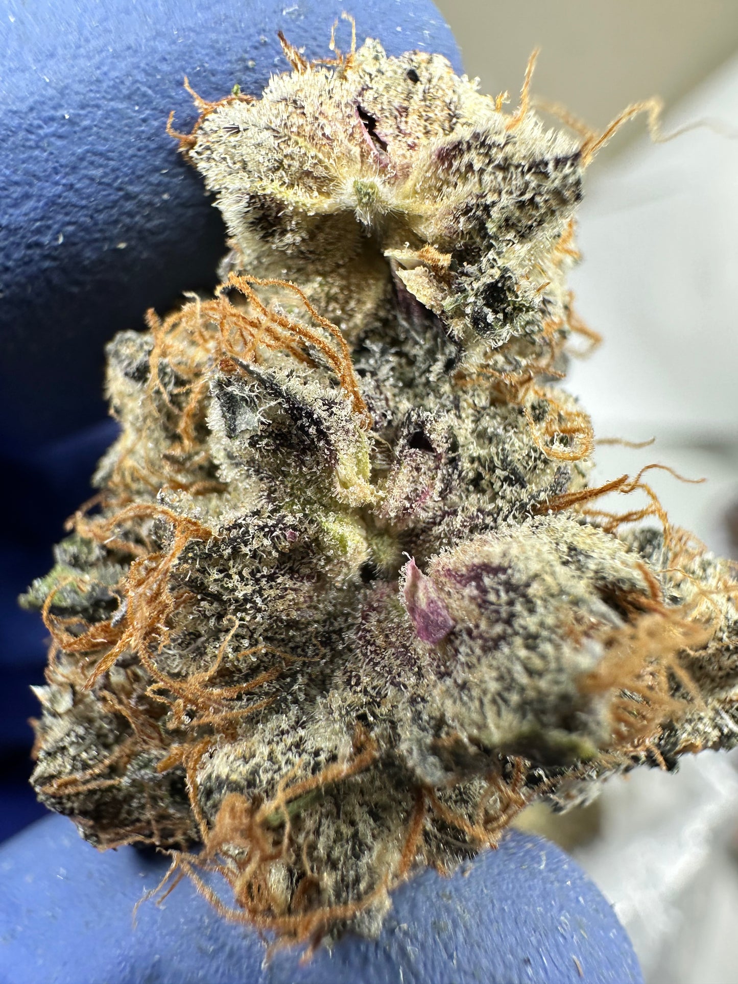 London Truffles exotics