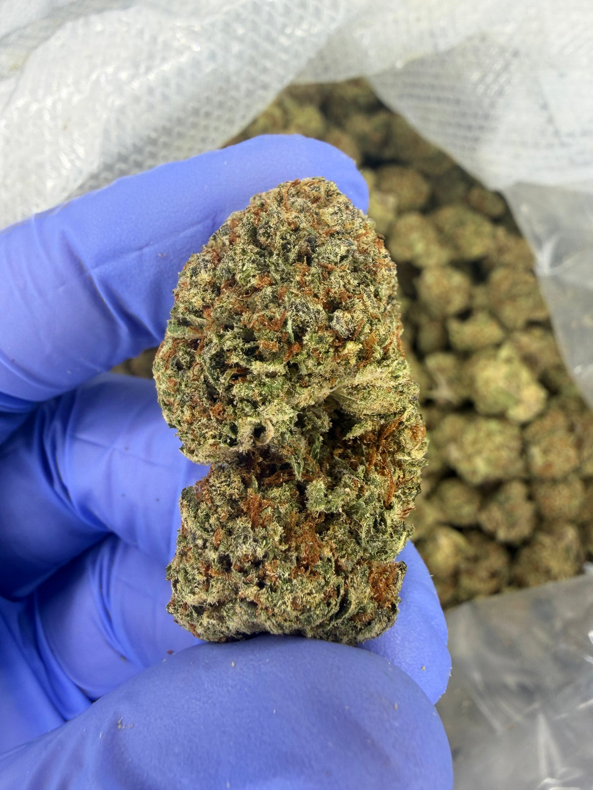 Zkittle Pop Exotics