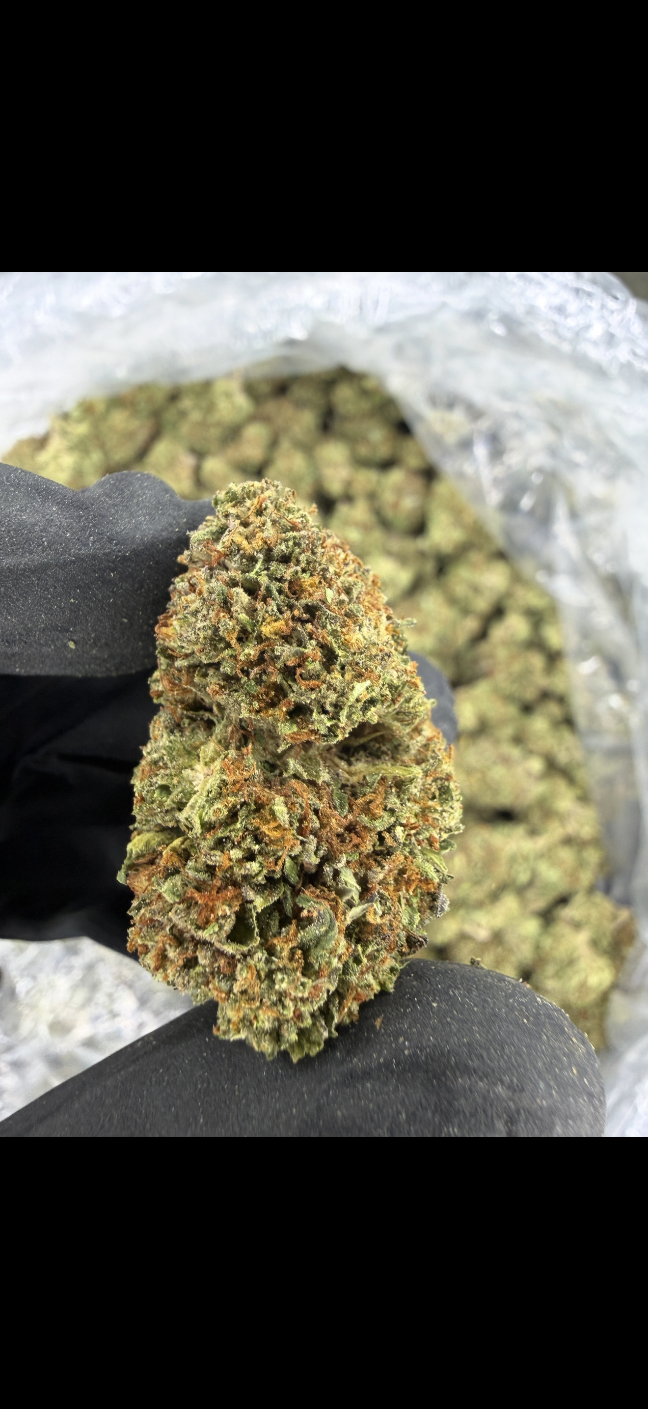 Gushers Indoor Light Assist