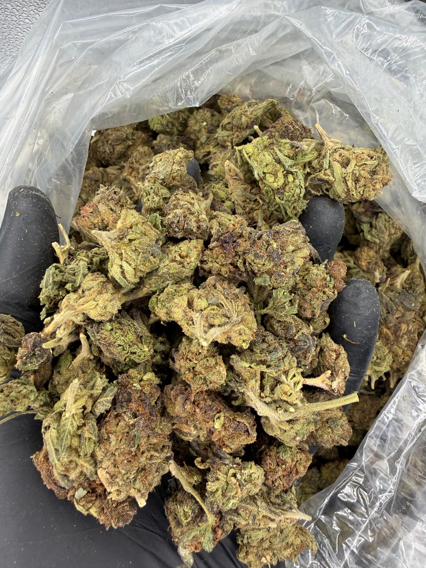 Lemon Peepz Older Outdoor