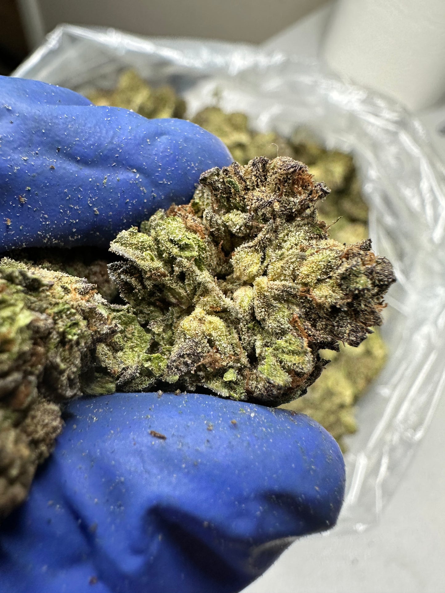 Rainbow Belts Green House