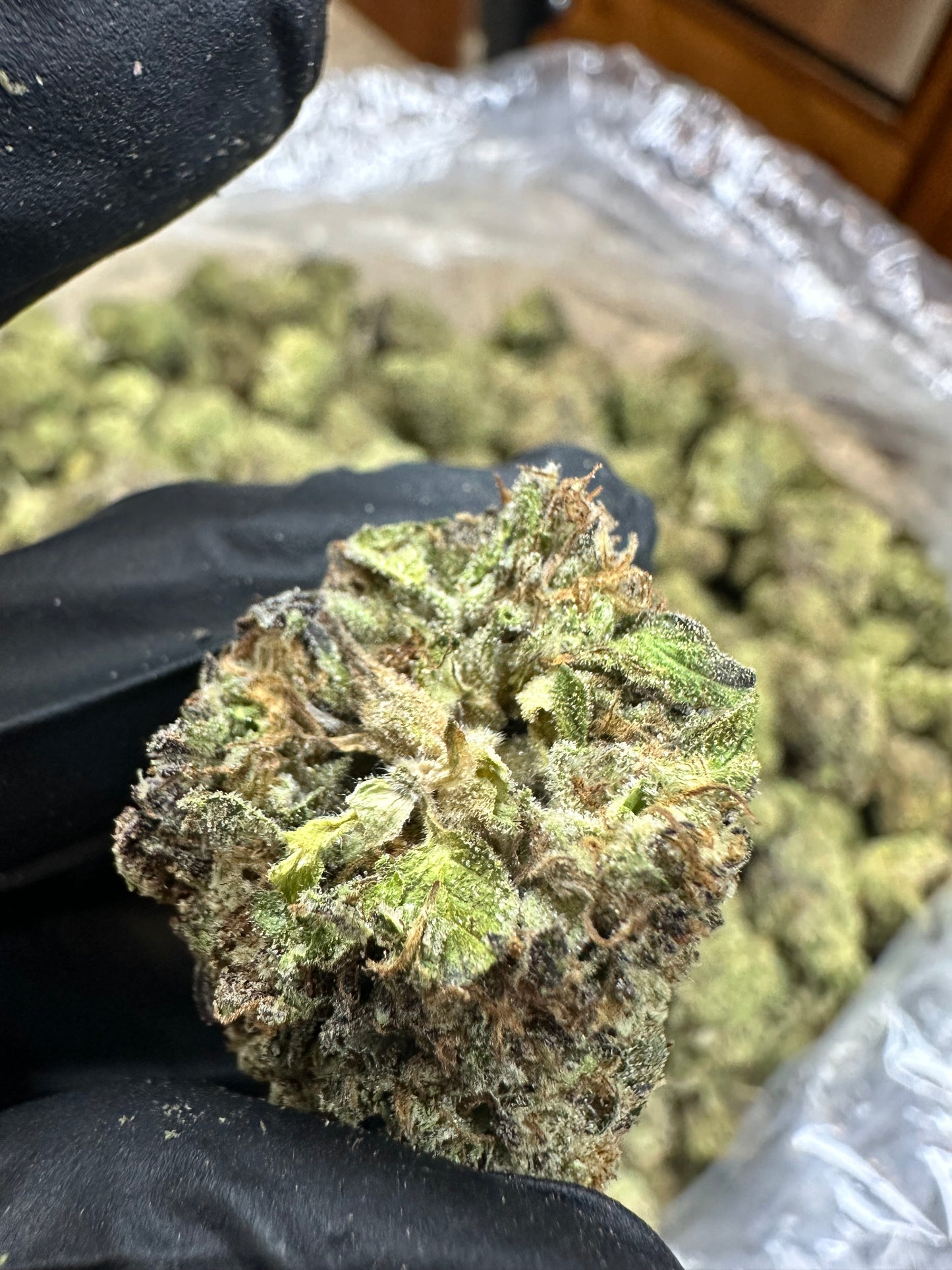 Pinnacle Runtz Indoor Light Assist