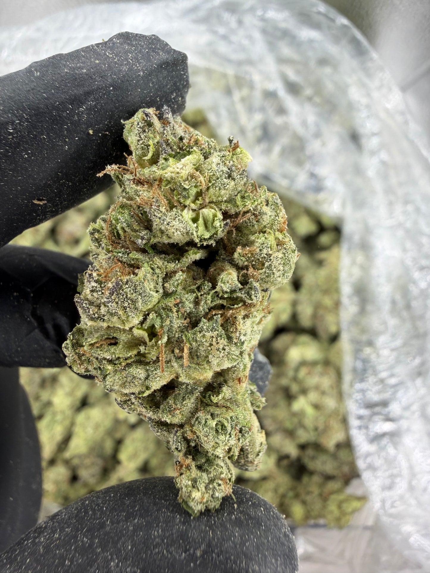 Gorilla Train Fresh Dep