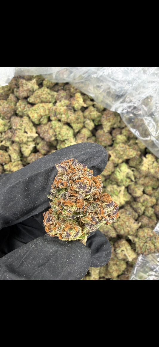 Cadillac Rainbow (purple pheno) Indoor light Assist