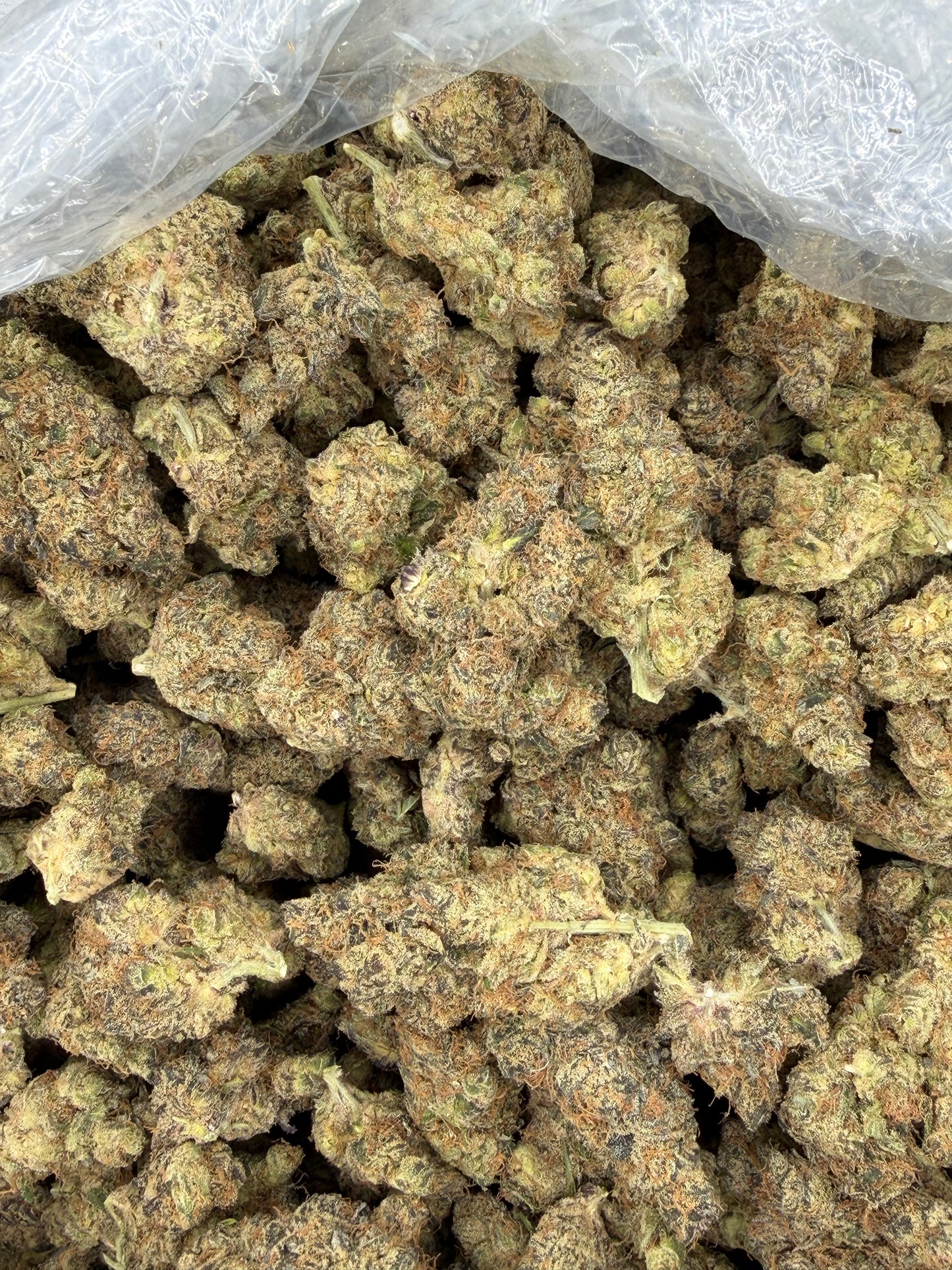 Cheesy Peanut Delight Old Exotic indoor